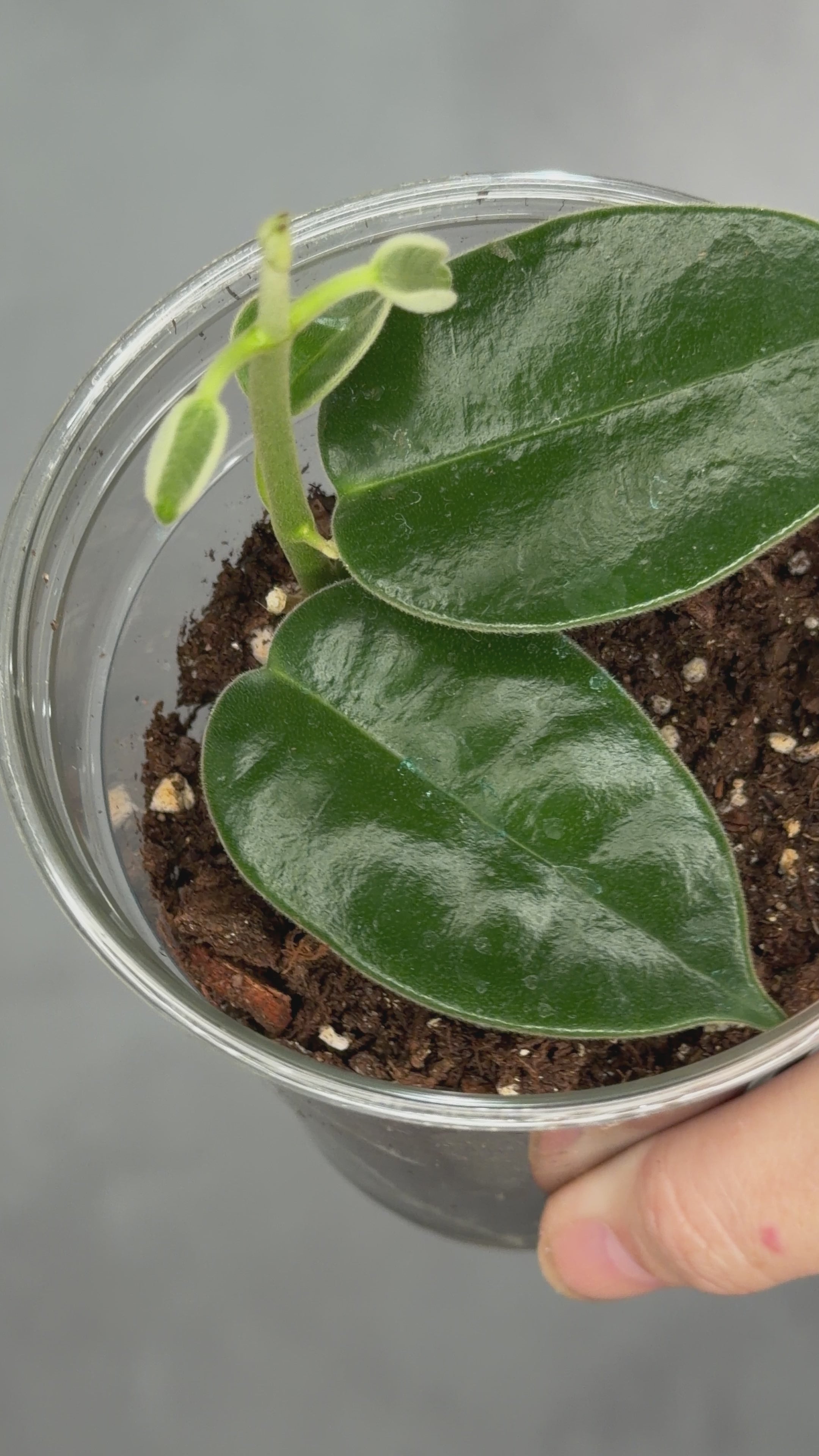 Hoya madulidii