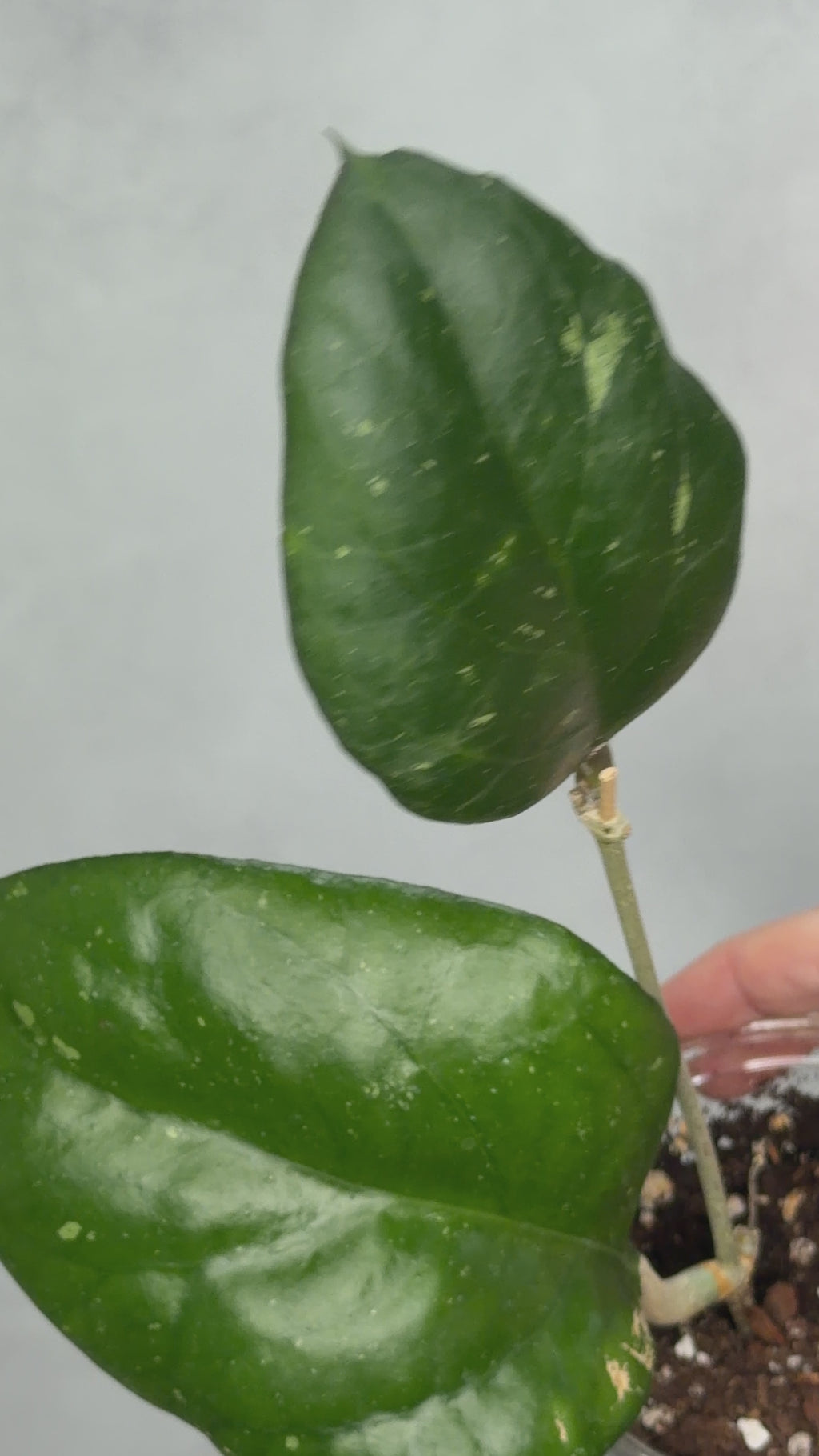 Hoya ‘Manow’