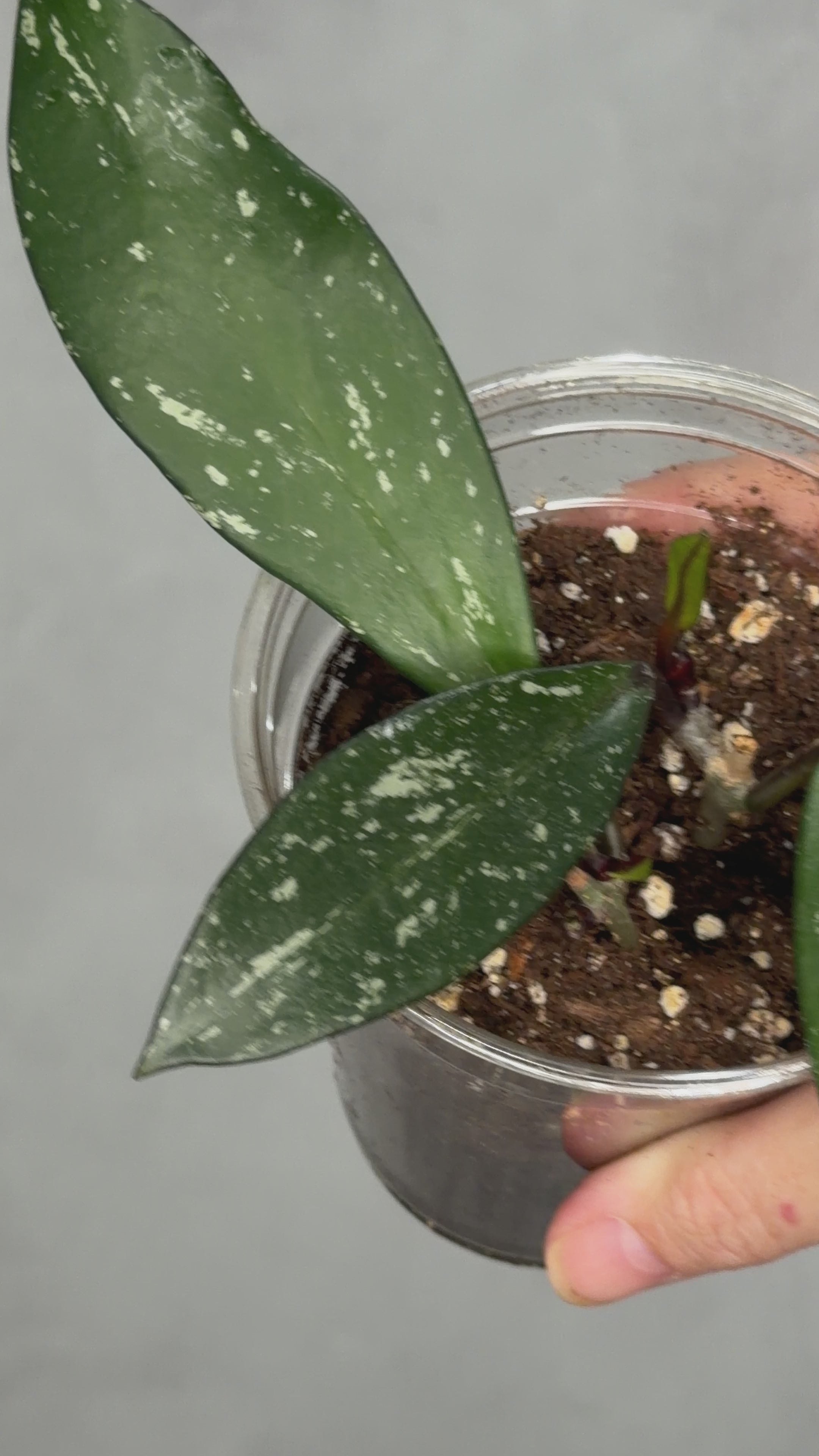 Hoya pubicalyx ‘Reva’