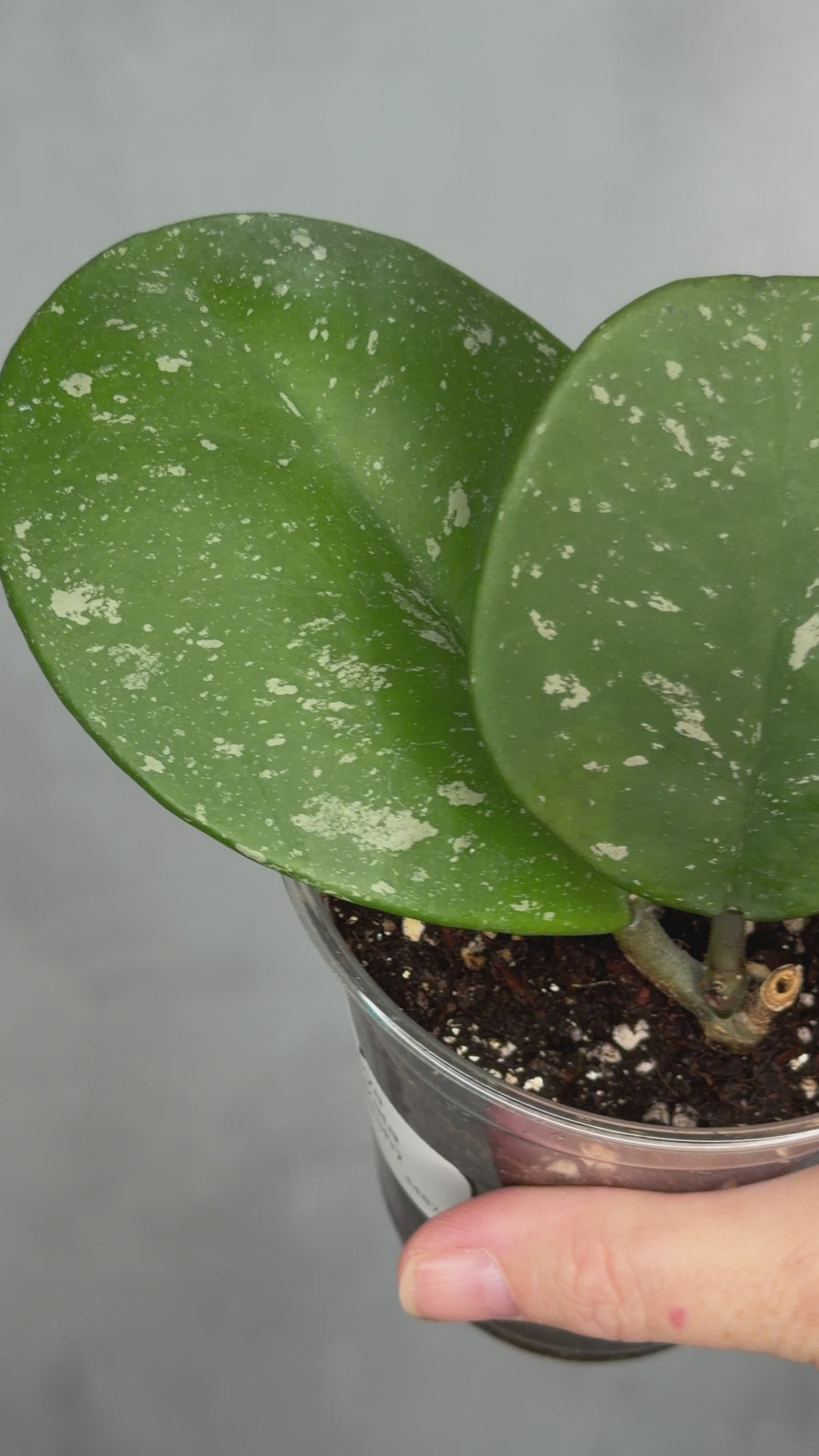 Hoya obovata (splash)