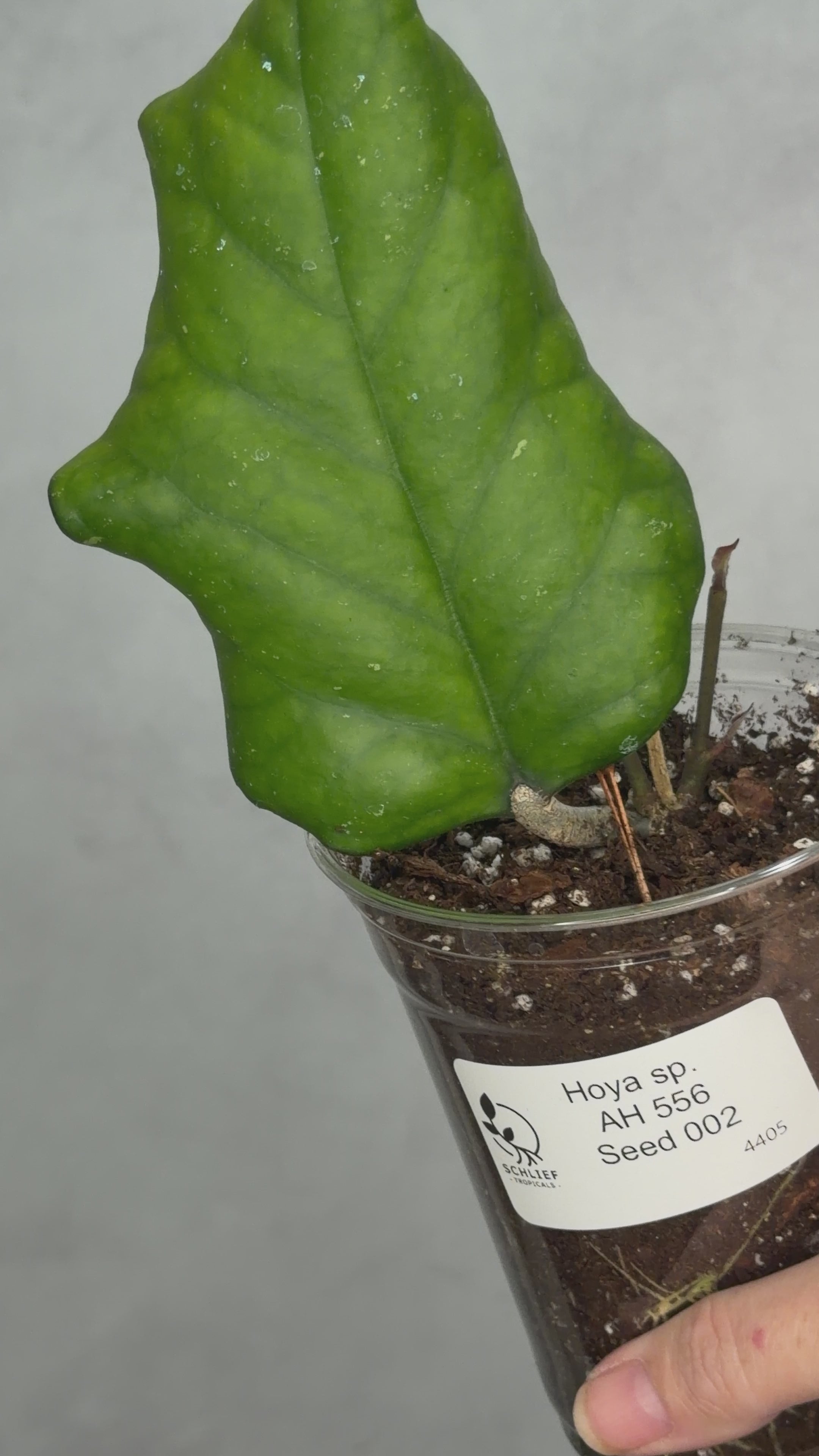 Hoya sp AH 556 (Seed 002)