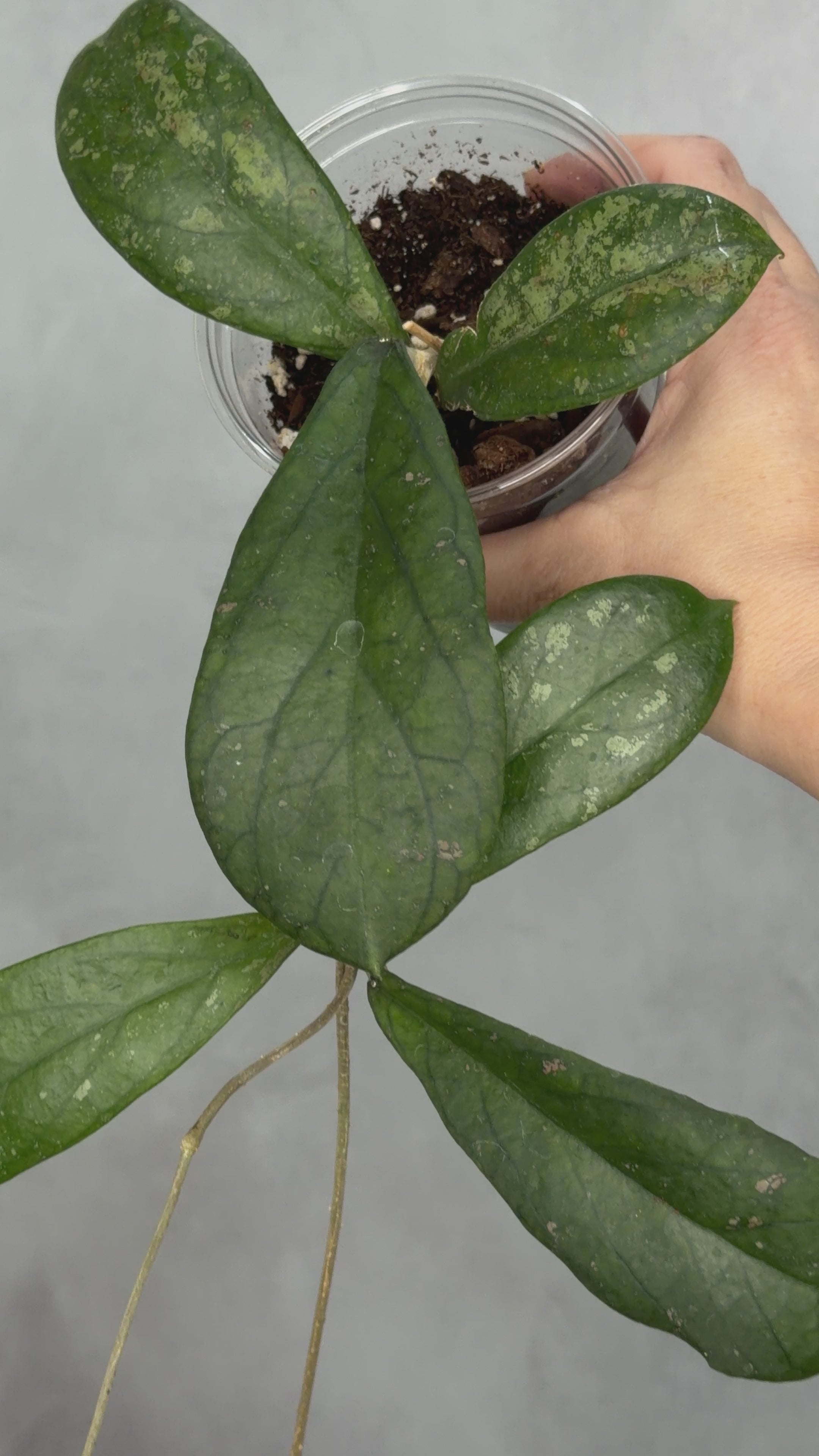 Hoya sp. aff forbessii UT012
