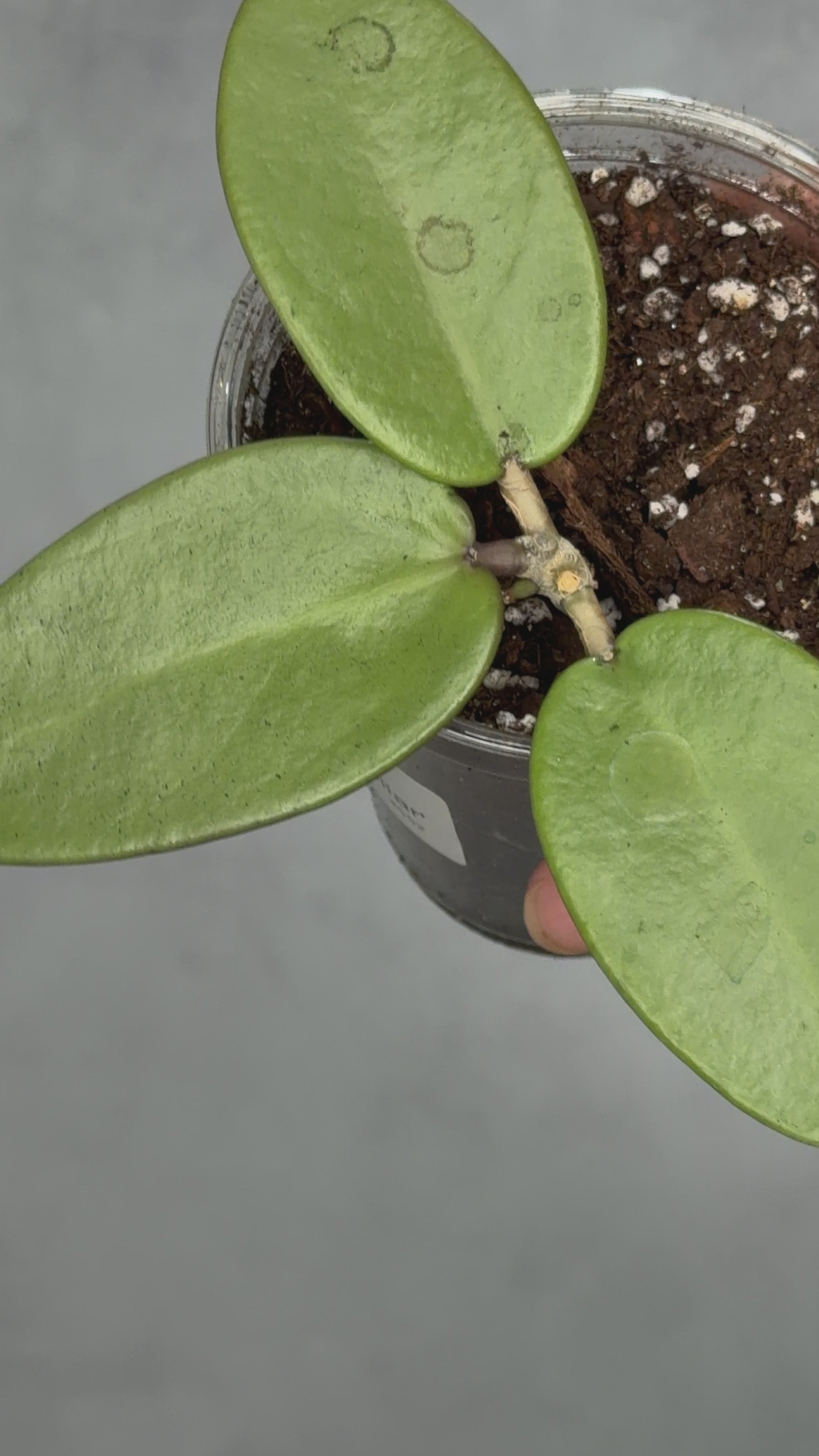 Hoya ‘Silver Dollar’