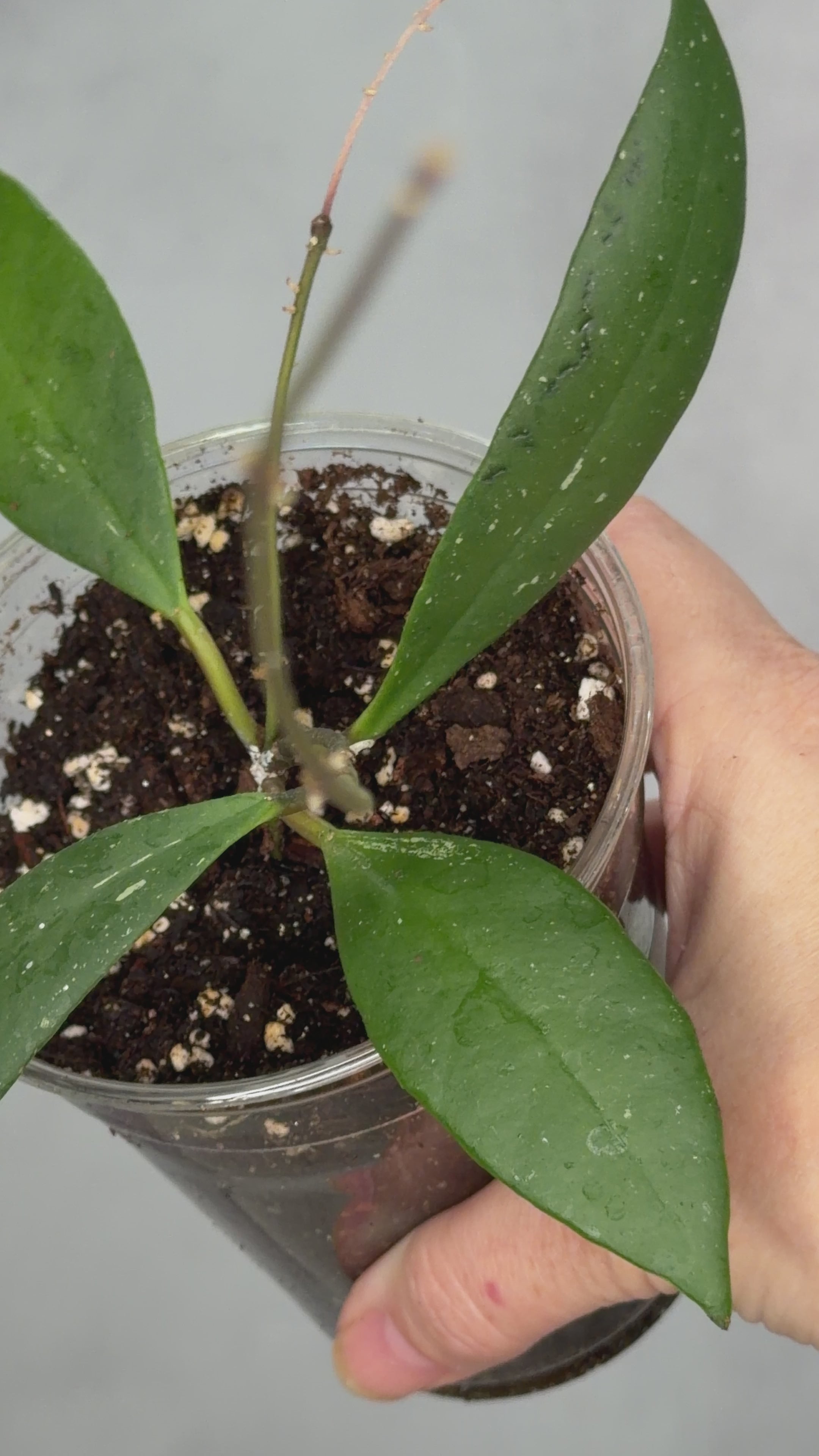 Hoya aff sulawesiana