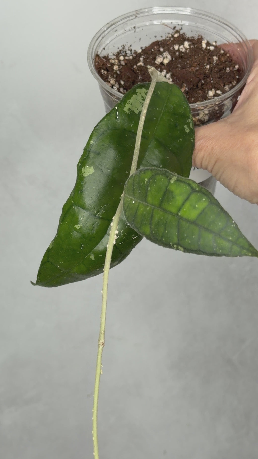 Hoya sp. Nong Nooch
