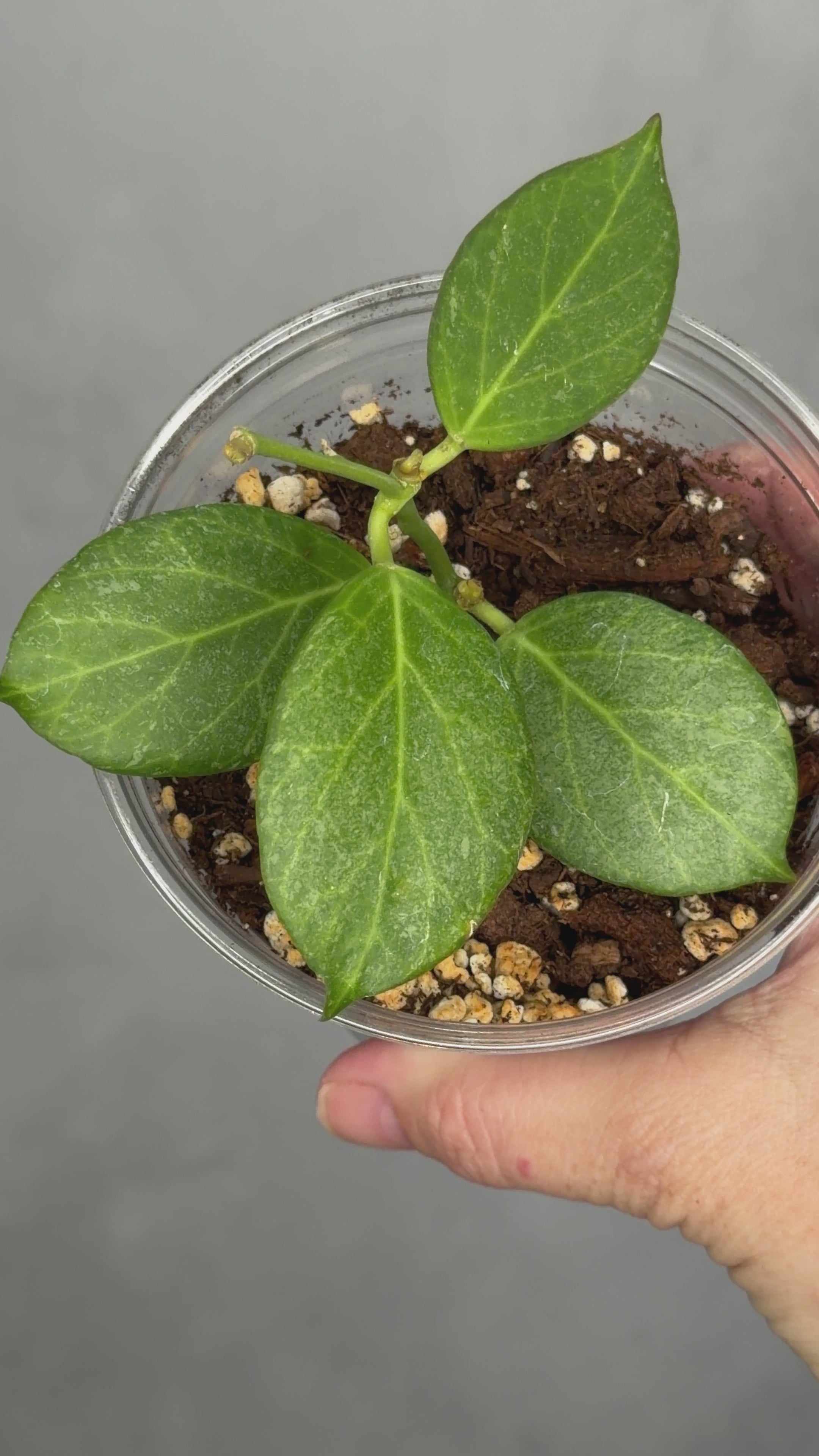 Hoya Obscura (Silver)