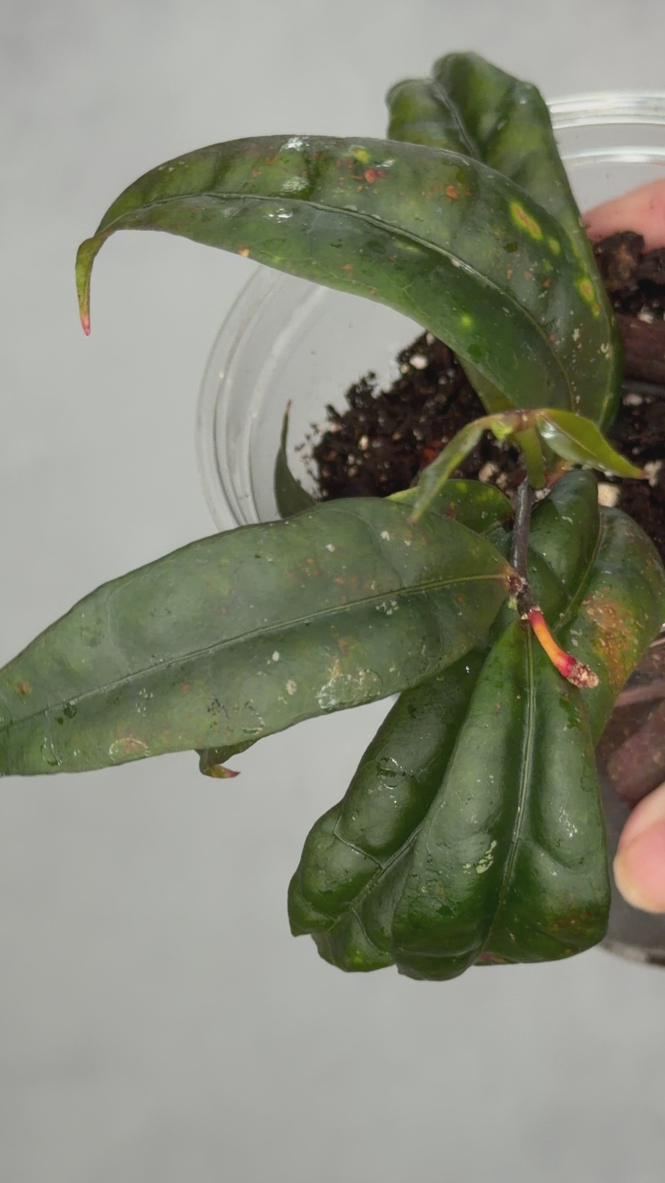 Hoya amicabilis