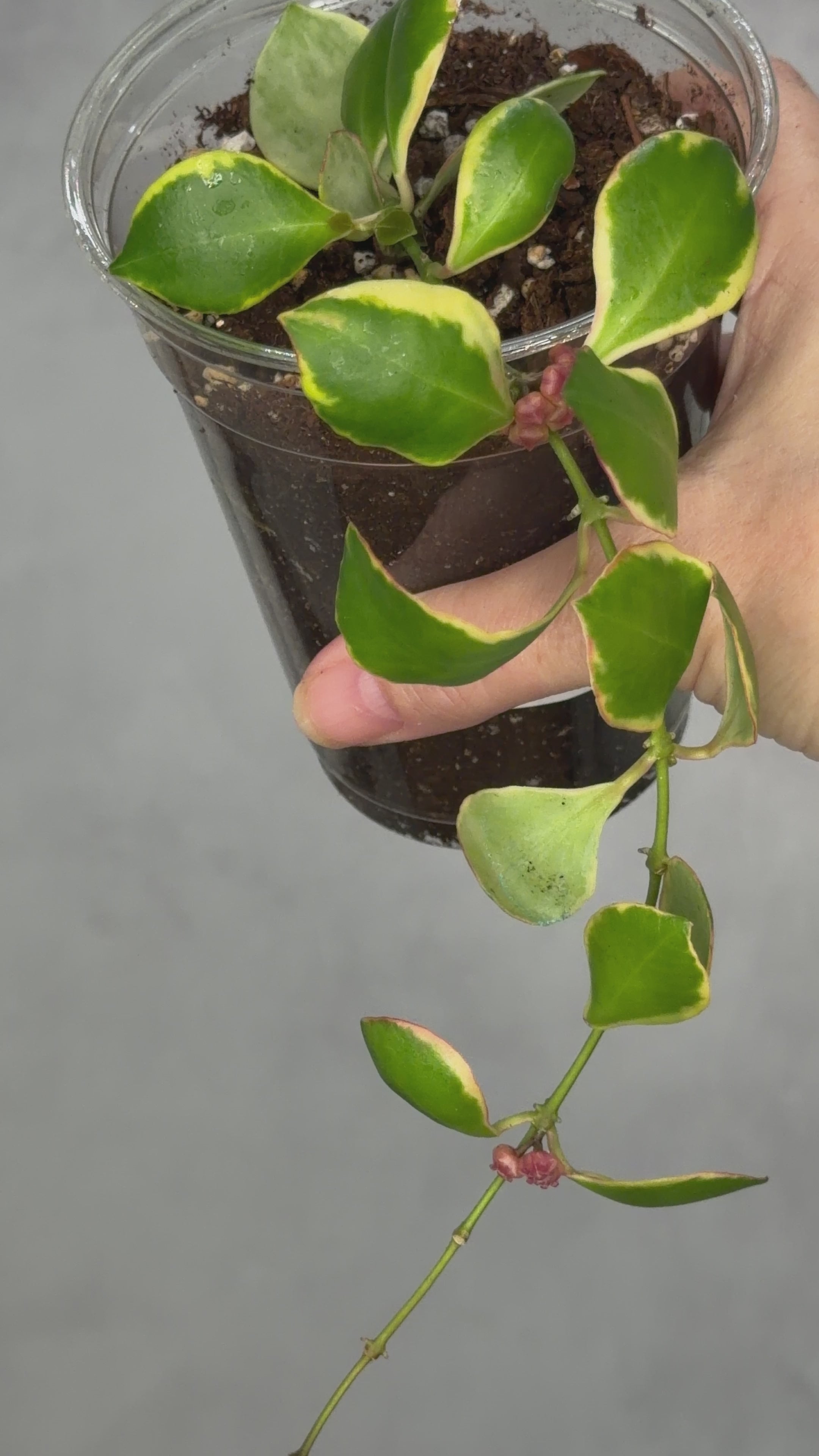 Hoya heuschkeliana (Outer Variegated)
