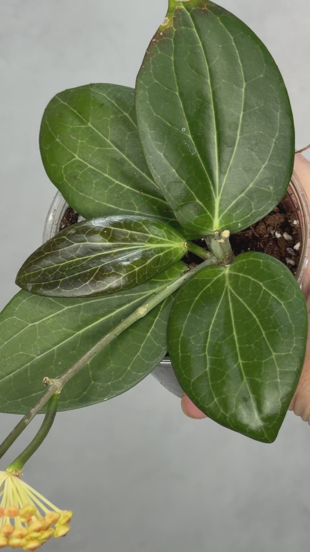 Hoya hellwigiana