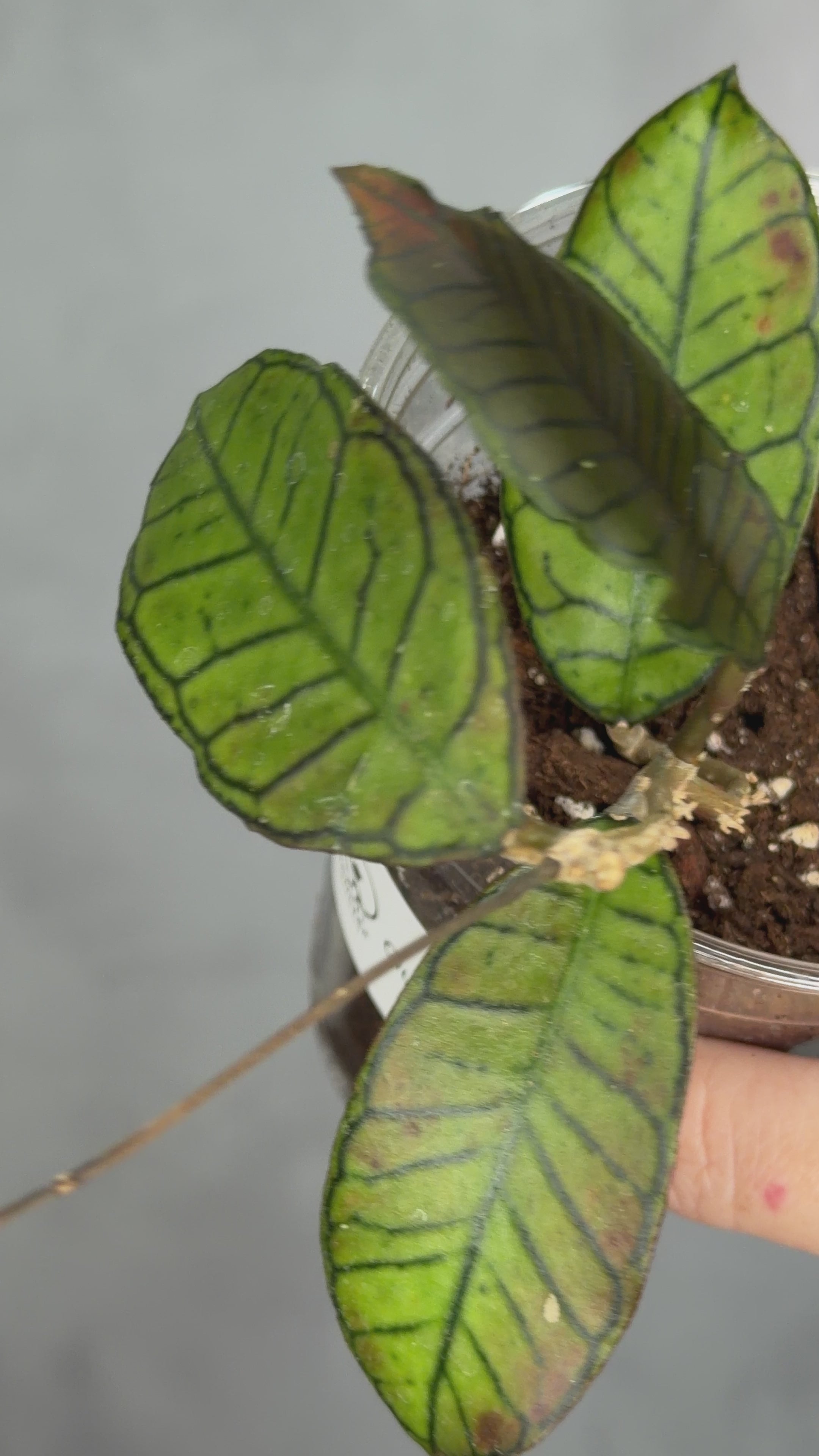 Hoya sp. Gunung Gading