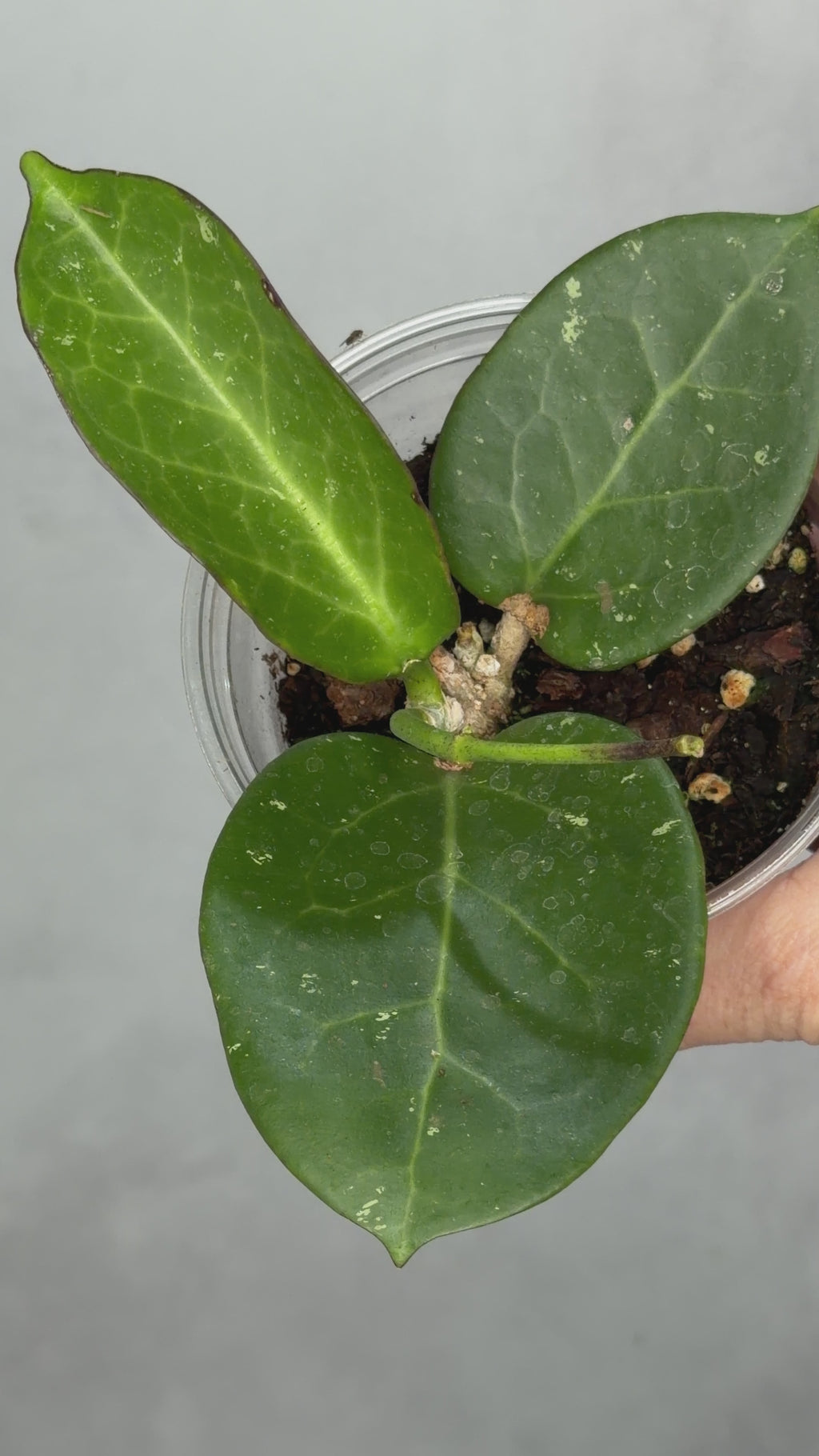 Hoya sp. Da Nang