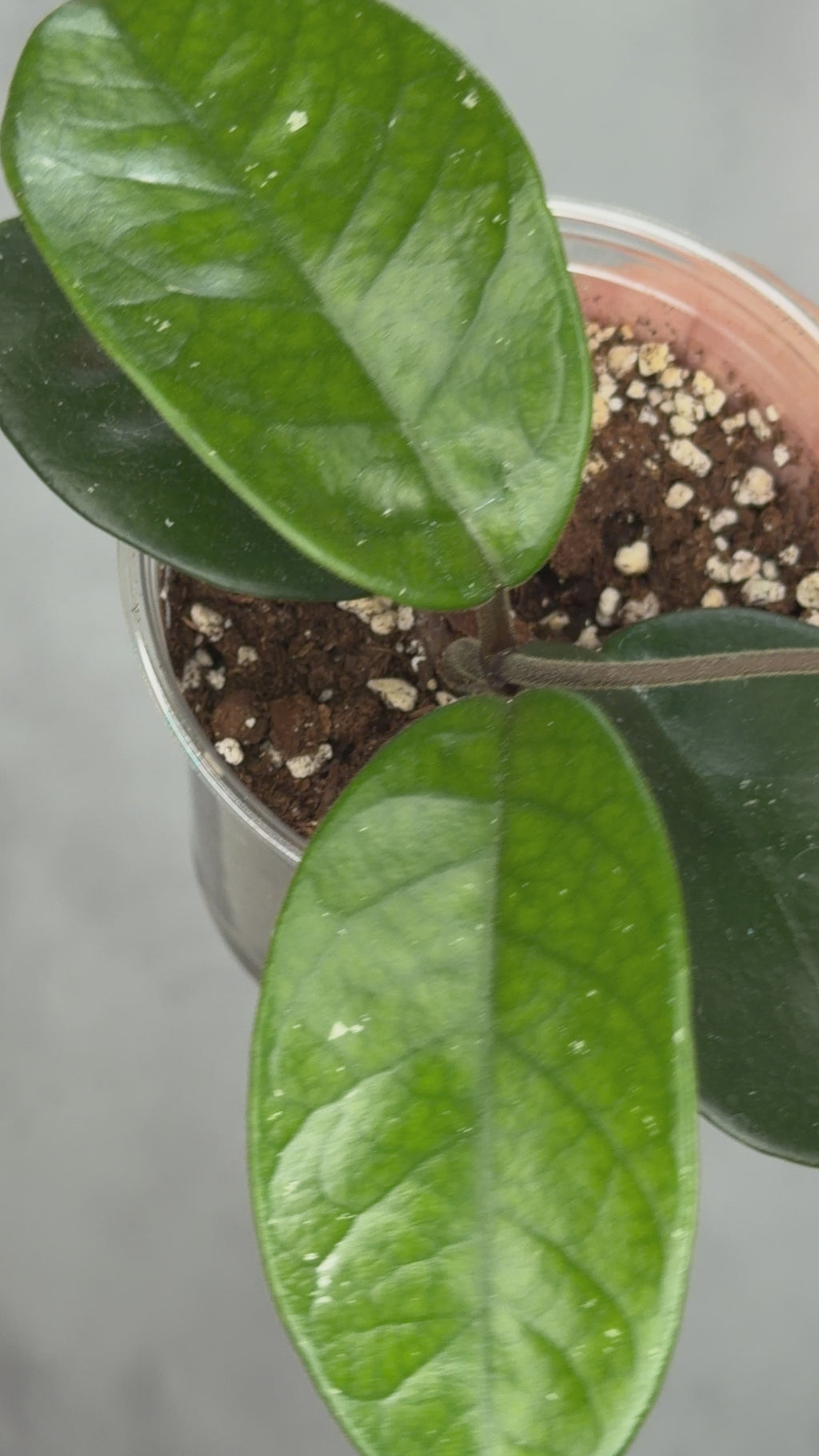 Hoya fungii (seedling, splash)