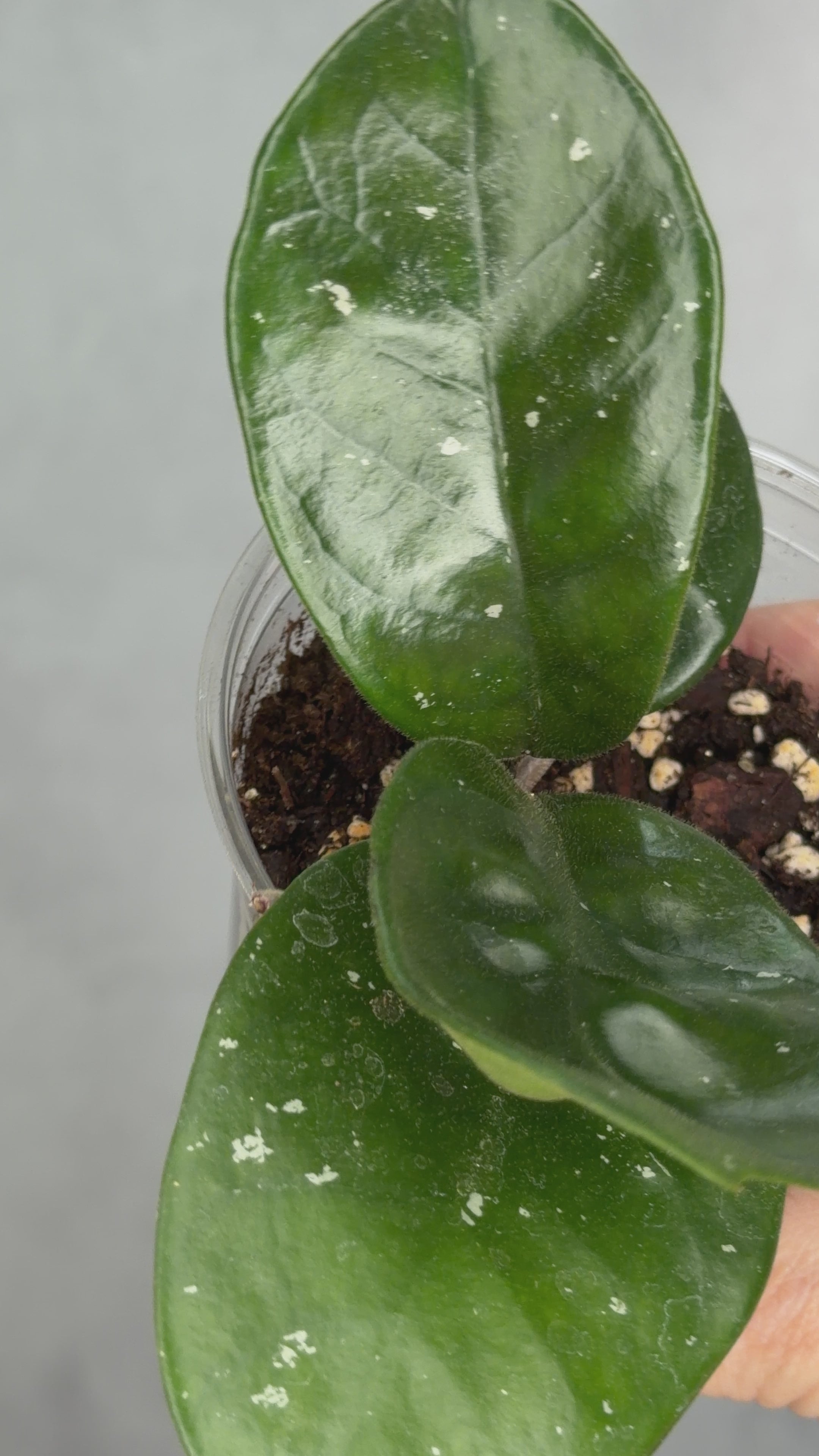 Hoya fungii (seedling, splash)