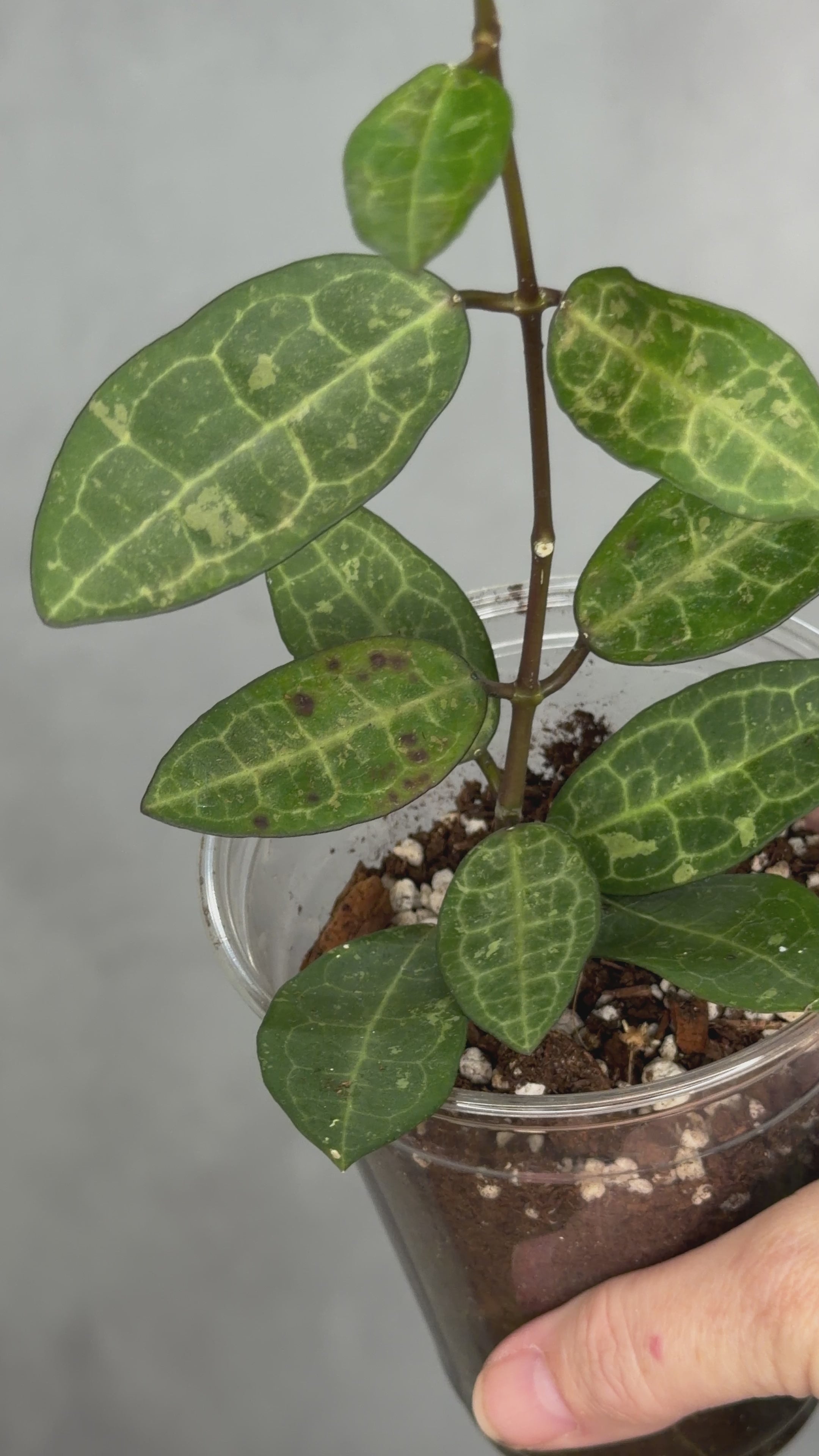 Hoya elliptica (splash)
