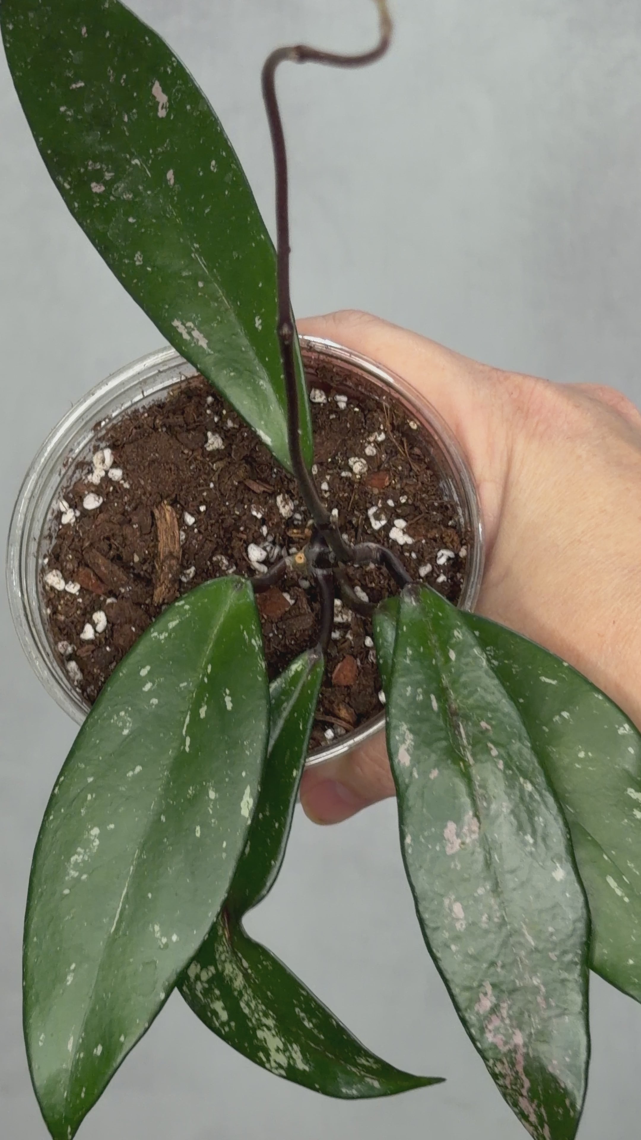Hoya pubicalyx ‘Reva’