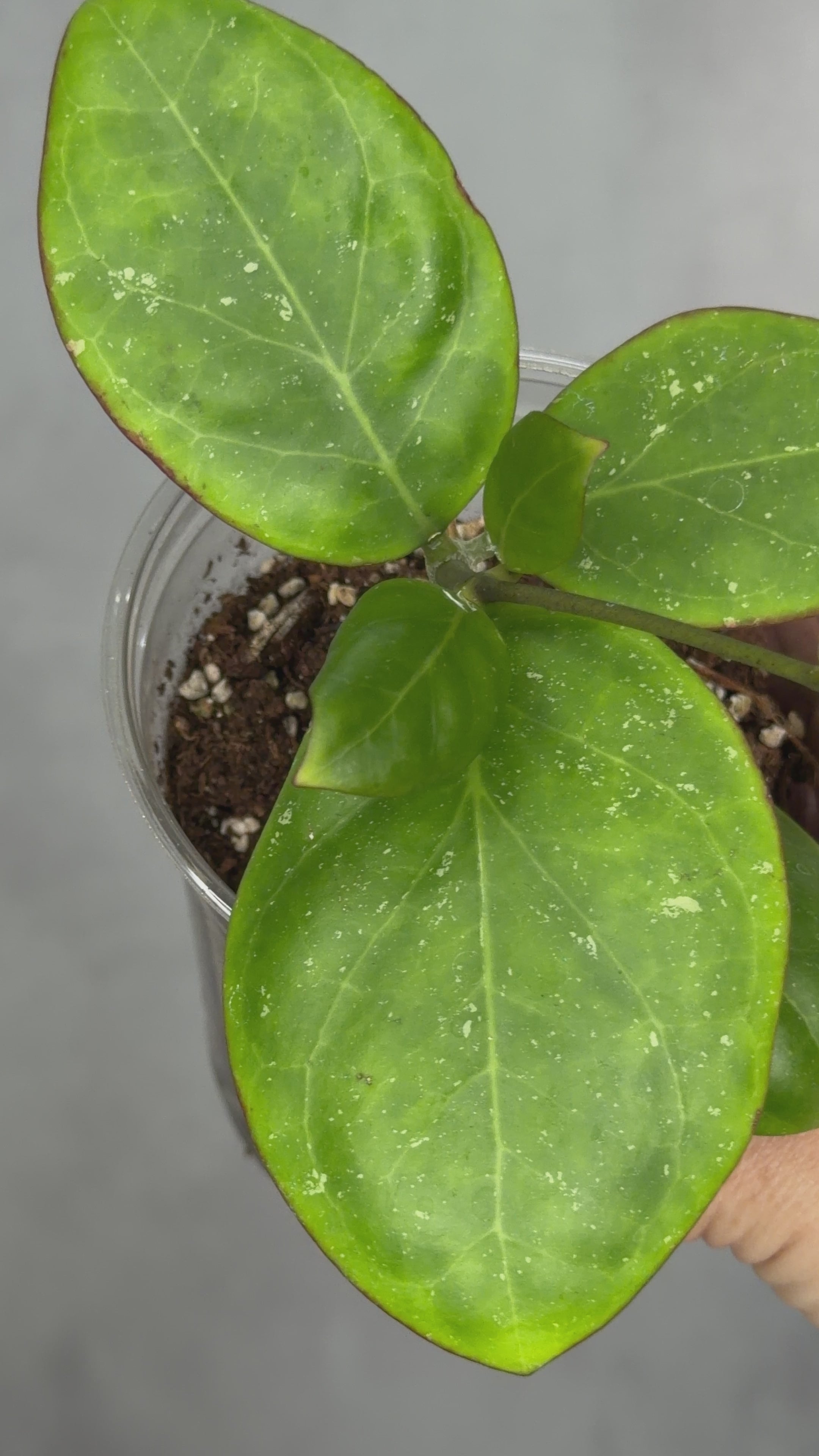 Hoya MB 1497 (Erythrina x Genieve)