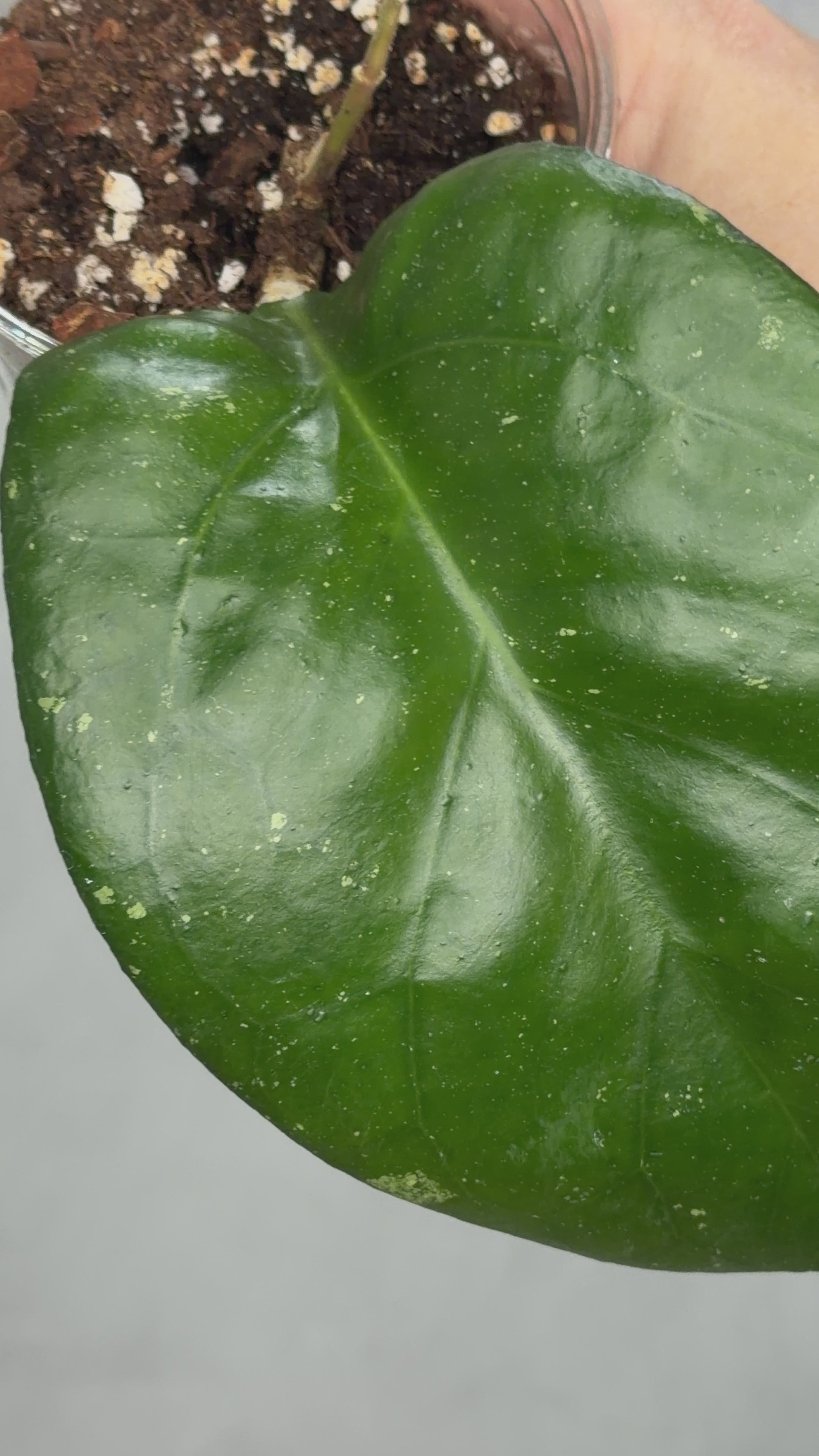 Hoya ‘Manow’