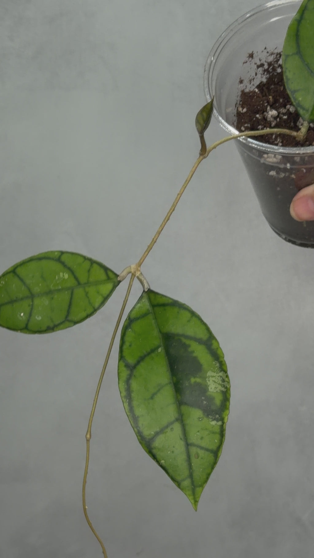 Hoya calistophylla (Kalimantan)