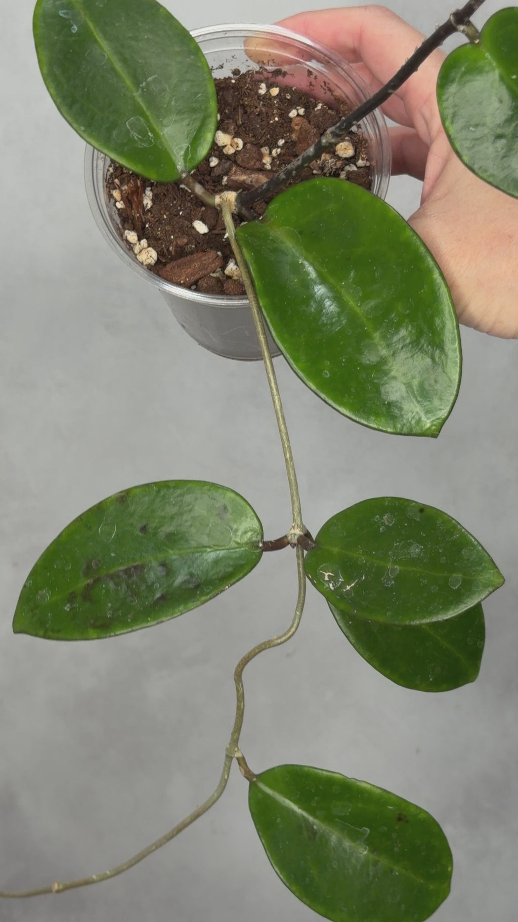 Hoya ‘Pennys Treat’ MB1405b