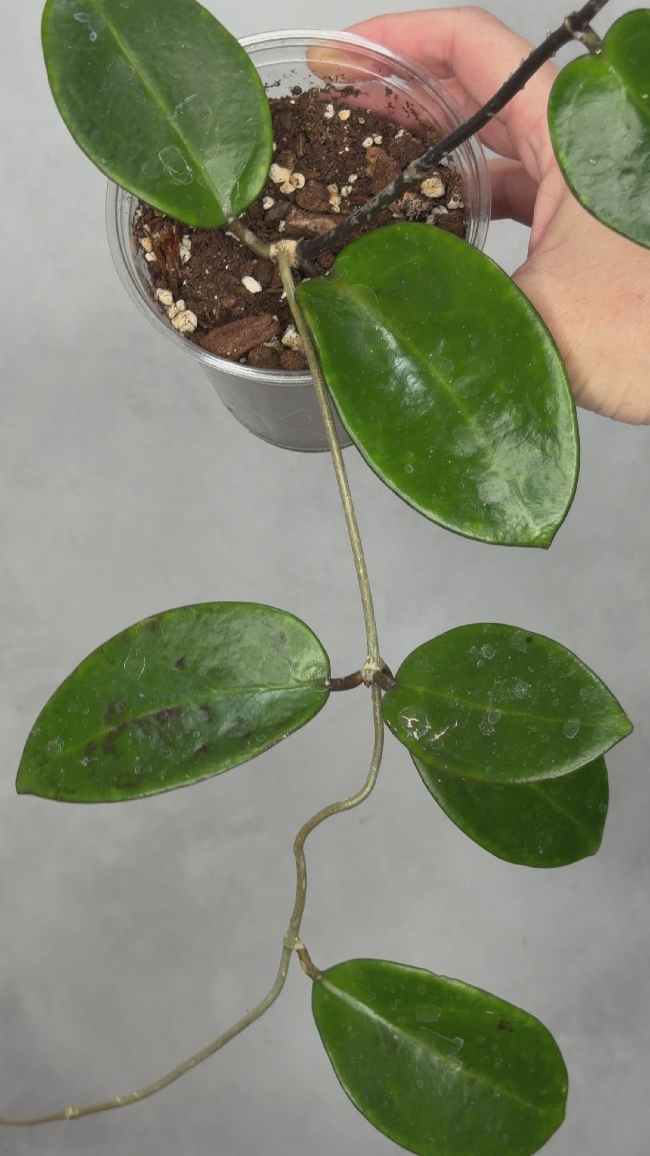 Hoya ‘Pennys Treat’ MB1405b