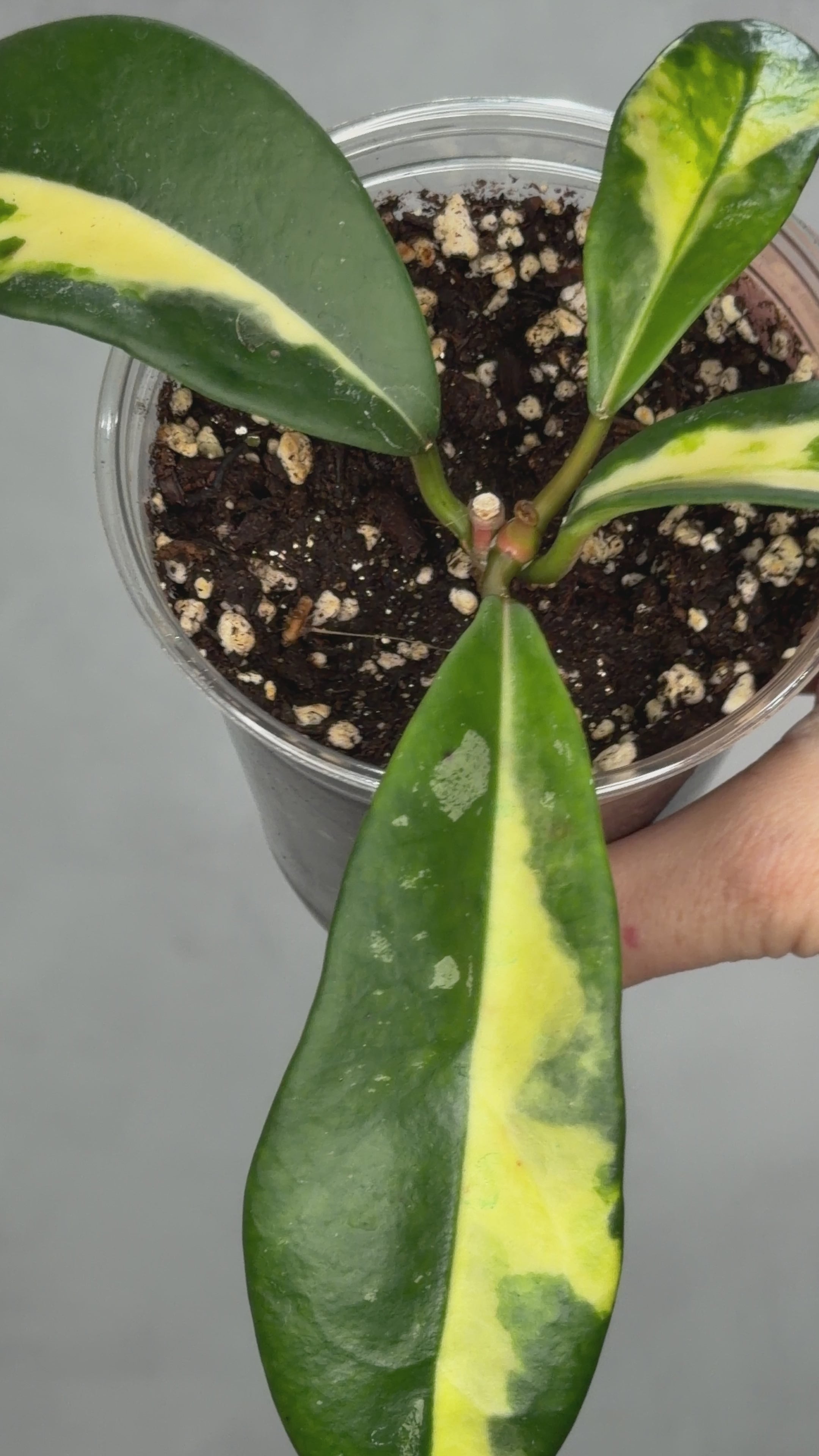 Hoya diversifolia ‘Maharani’