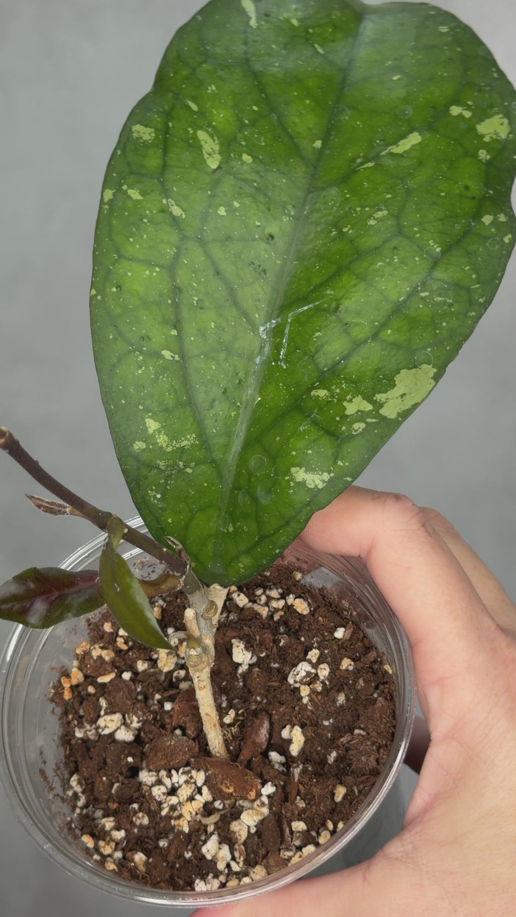Hoya sp. AH049