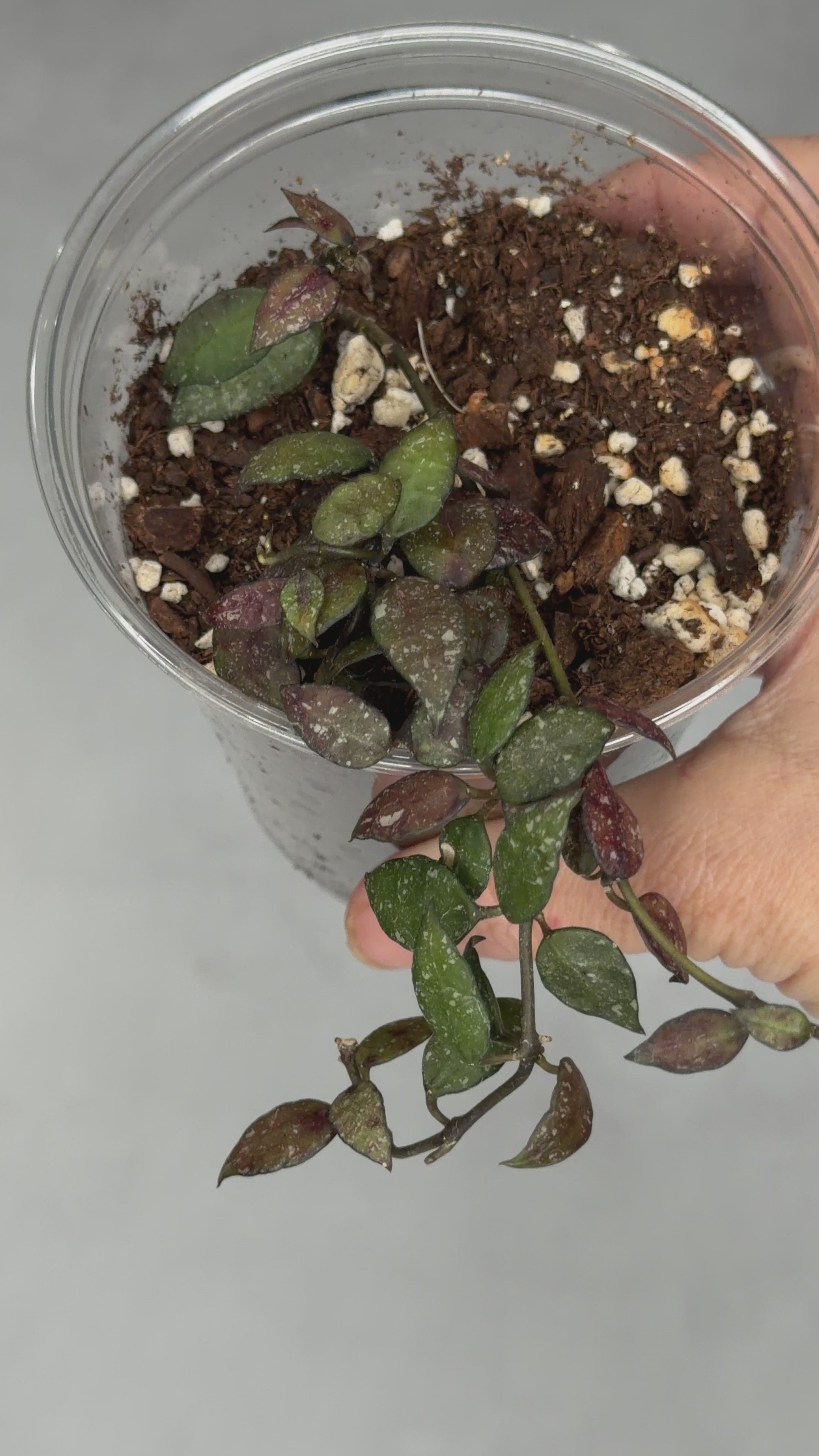 Hoya lacunosa (Peragin Durian)