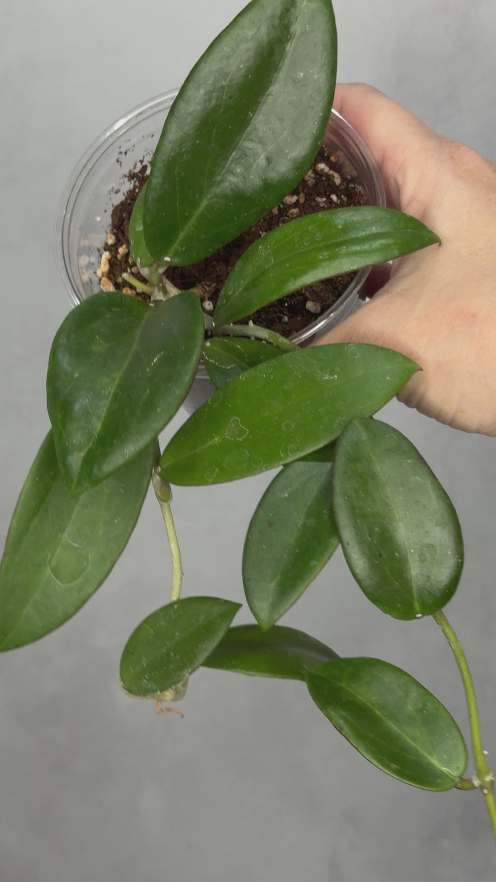 Hoya sp Hai Phong