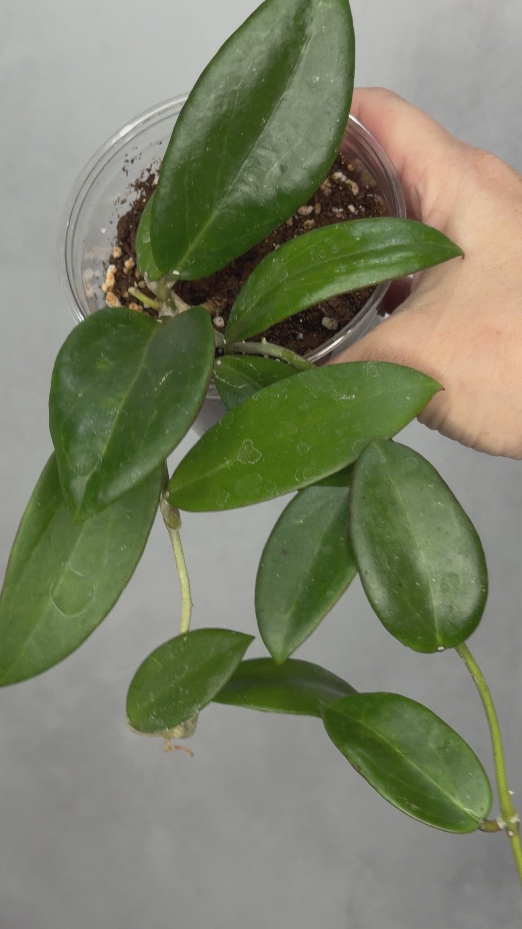 Hoya sp Hai Phong