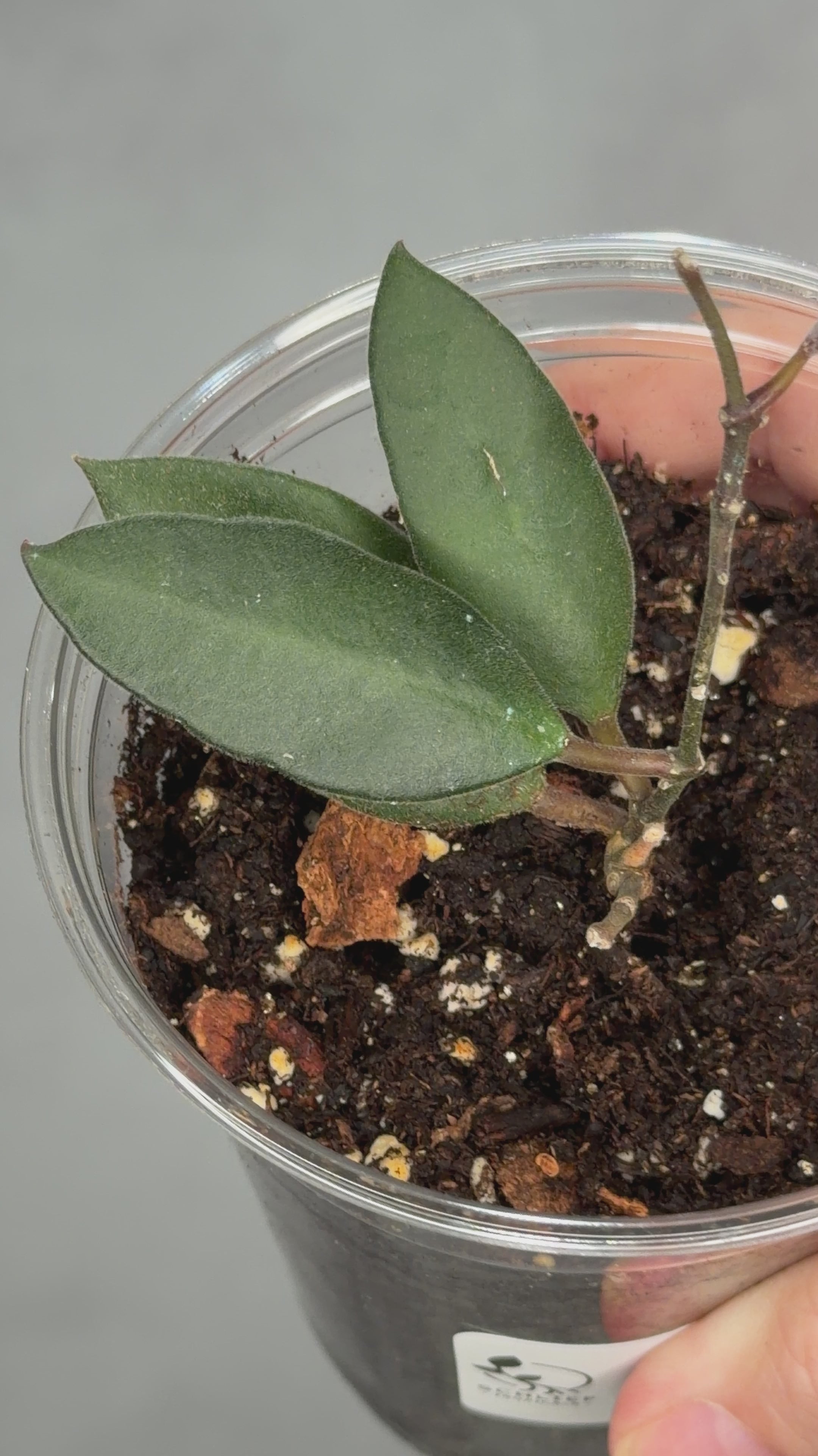 Hoya sp. Cebu City