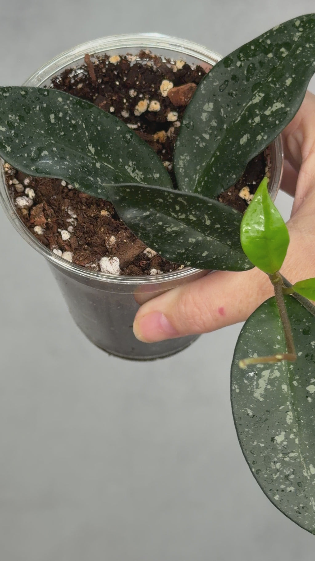 Hoya carnosa ‘Dalton Henry’ (Copy)