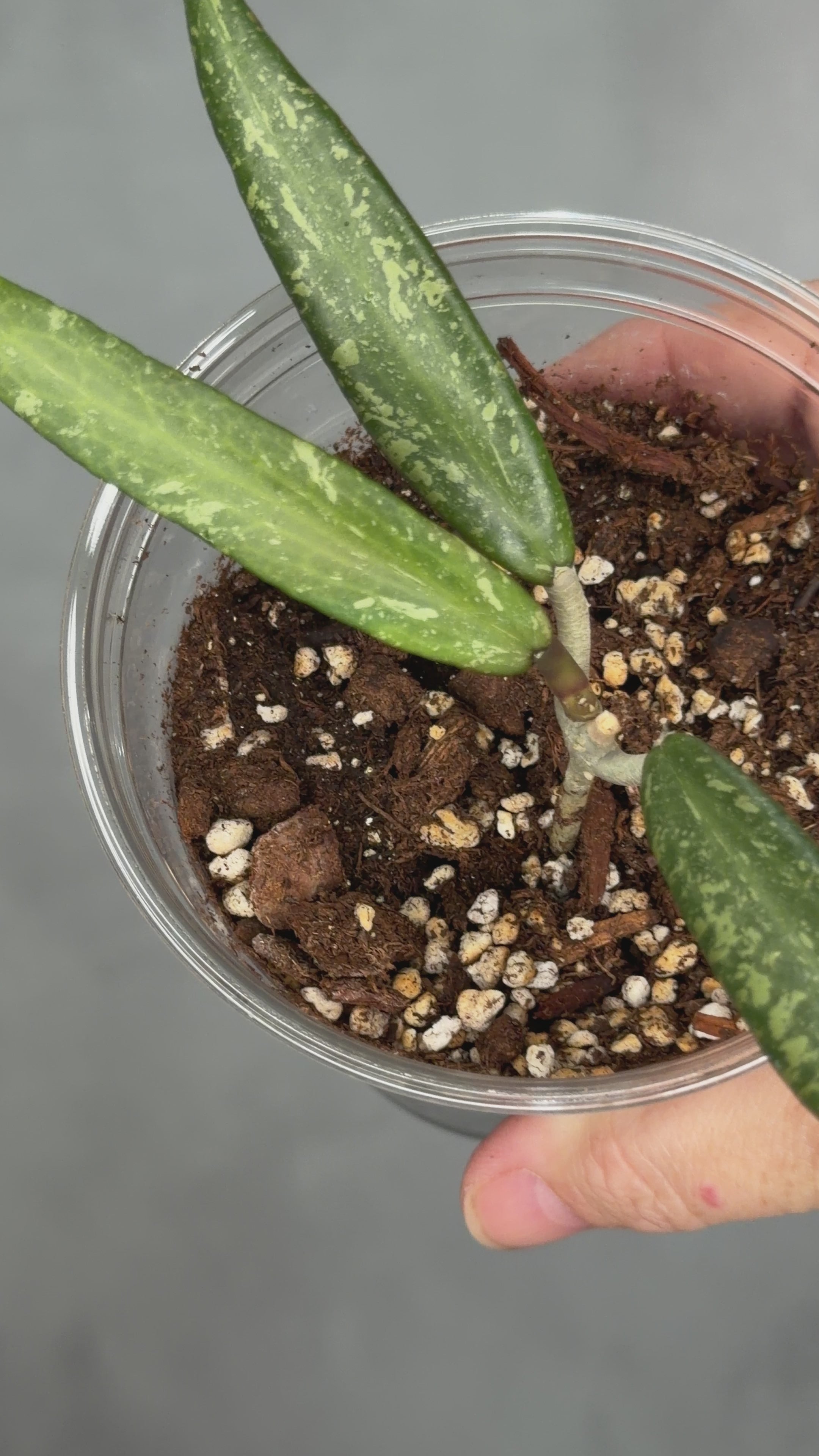 Hoya sp. Loei Province