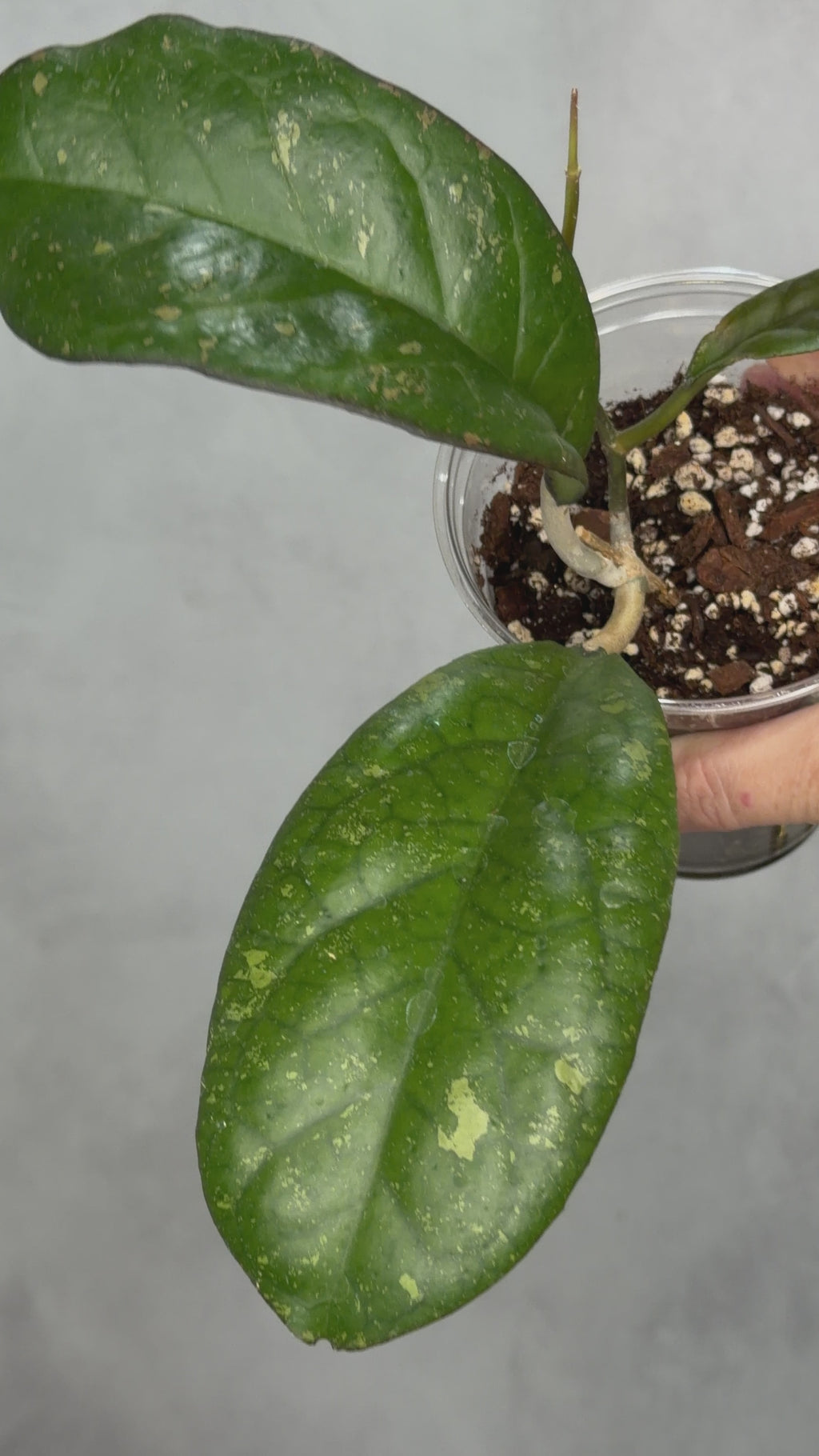 Hoya leonensis