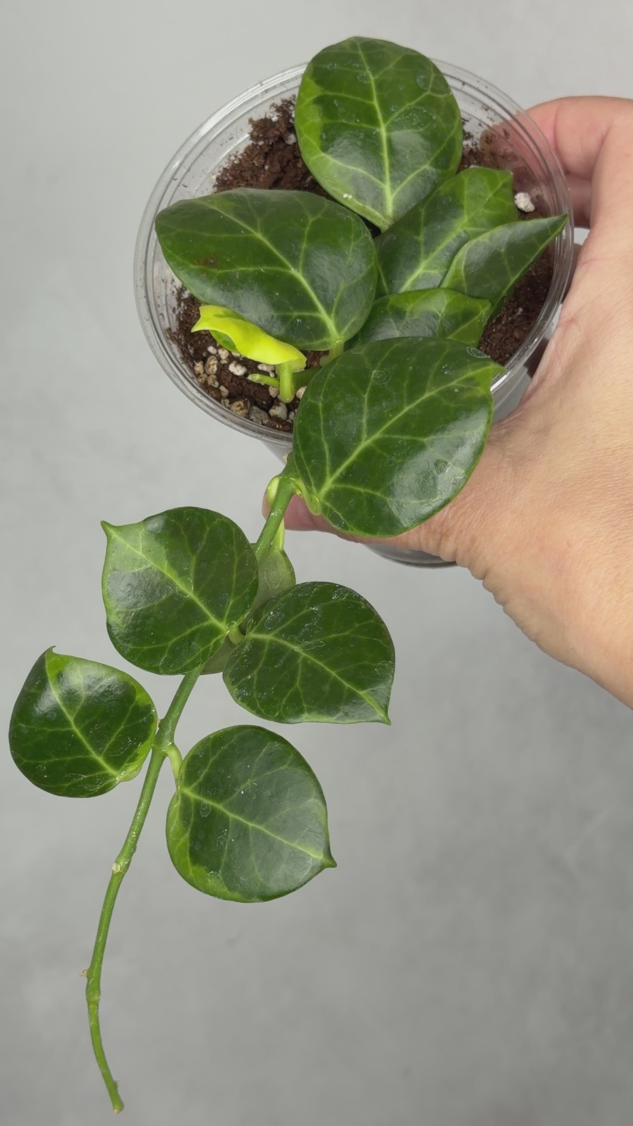 Hoya obscura (outer variegated)