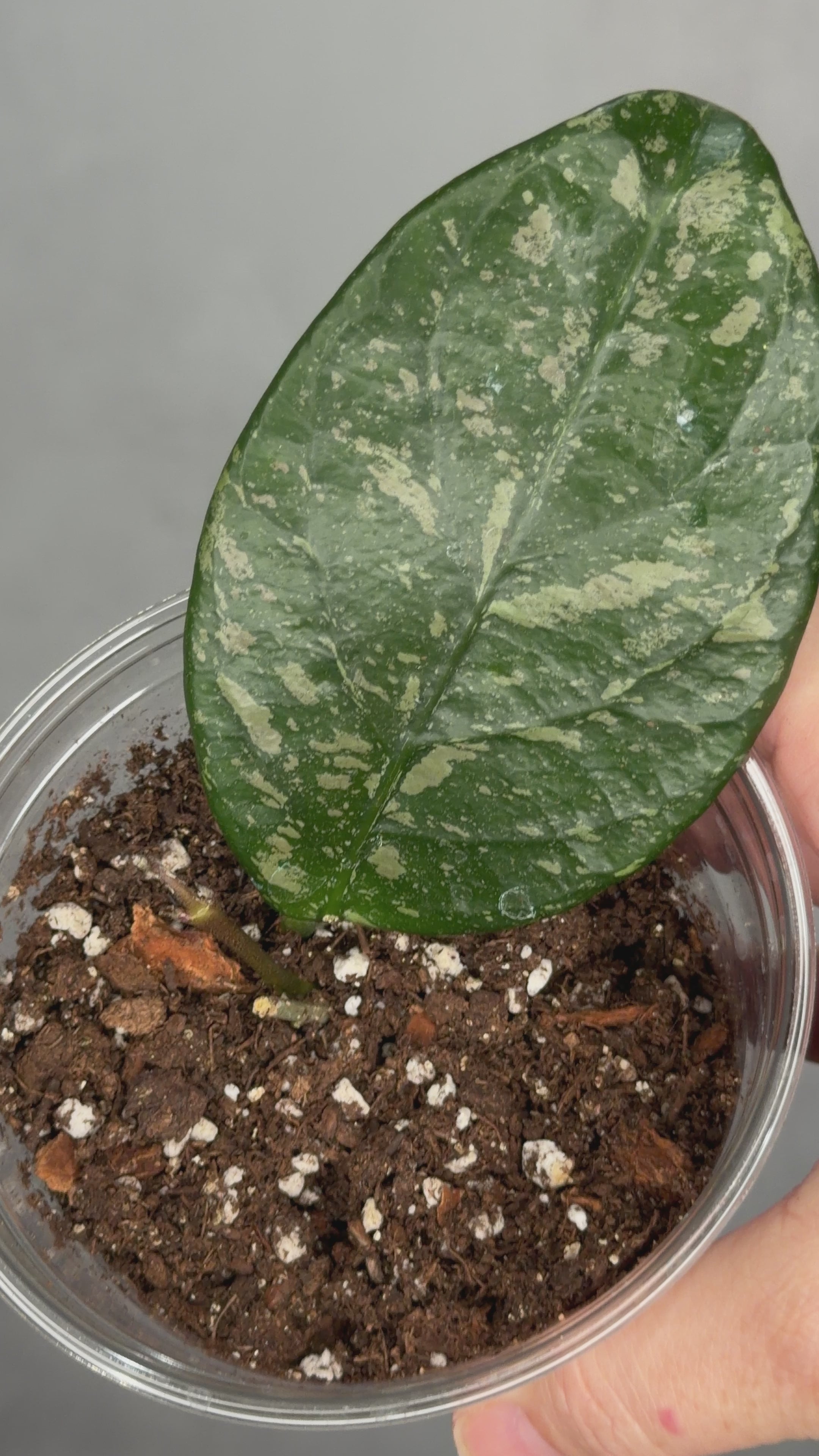 Hoya sp Lai Chau (Round Leaf)