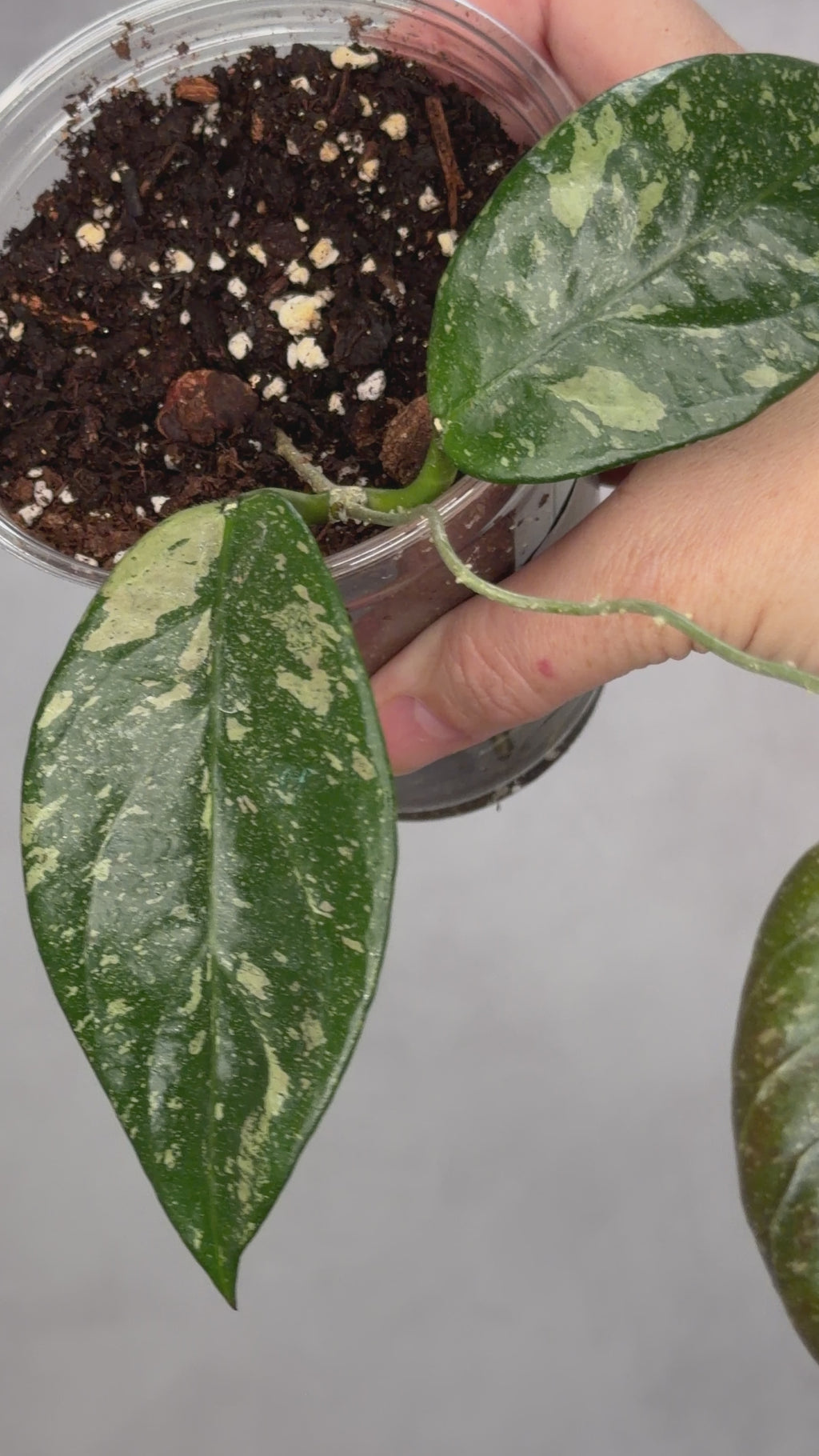 Hoya sp. Lai Chau (Round Leaf)