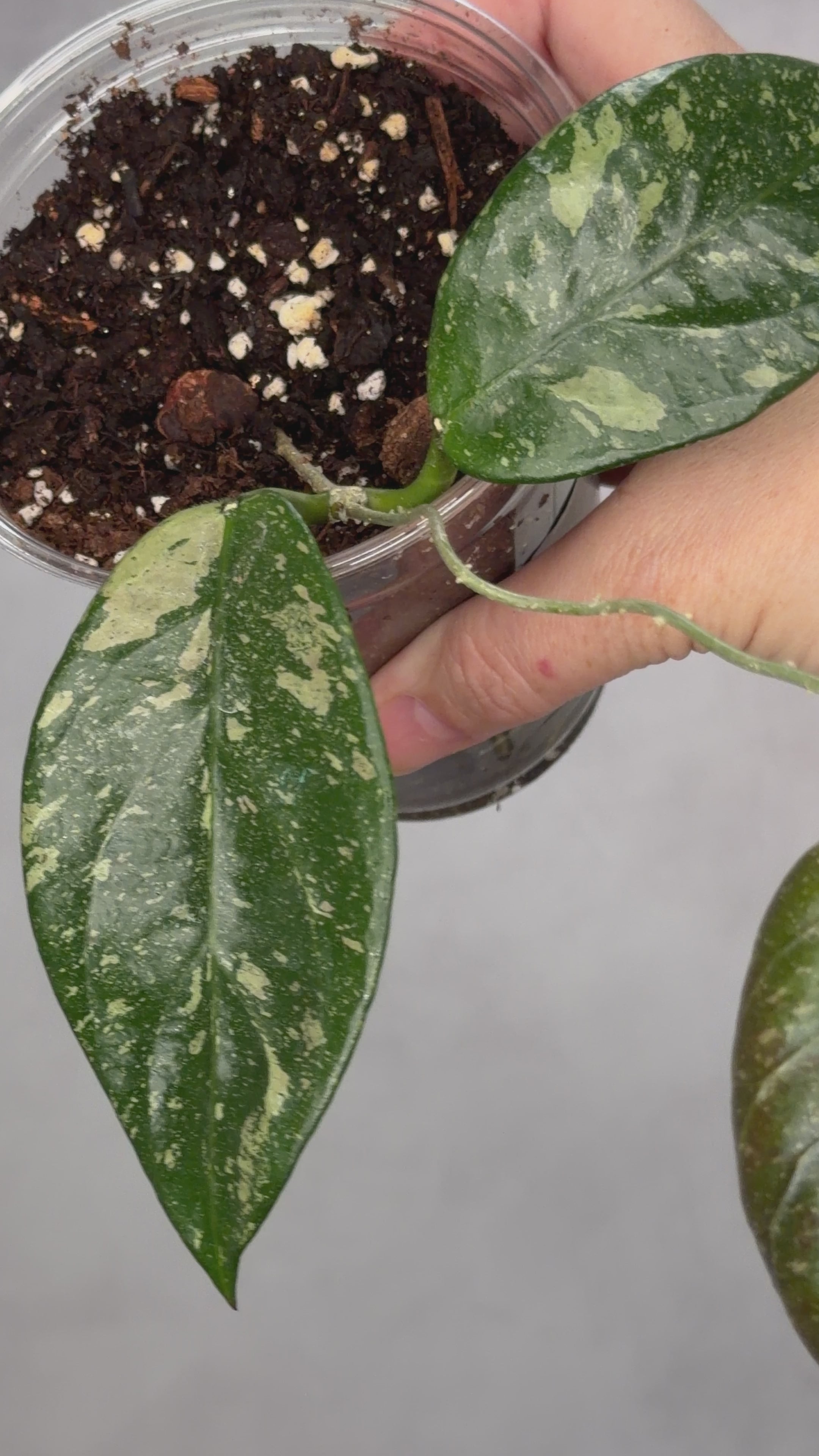 Hoya sp. Lai Chau (Round Leaf)