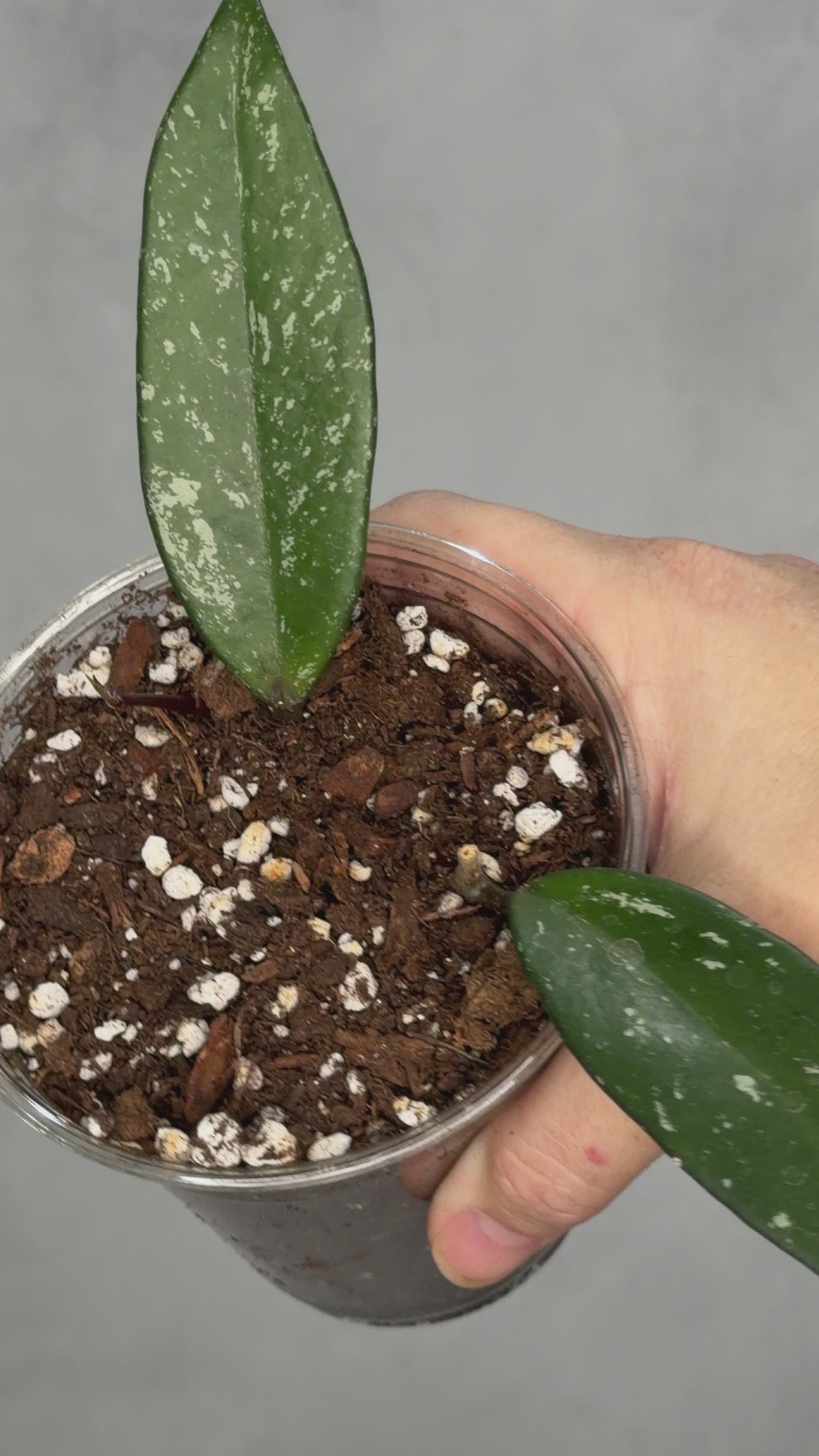 Hoya pubicalyx ‘Reva’