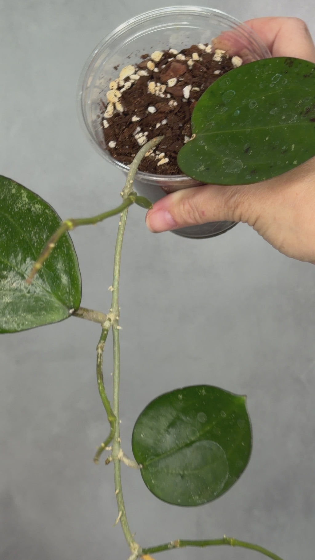 Hoya sp. Da Lat