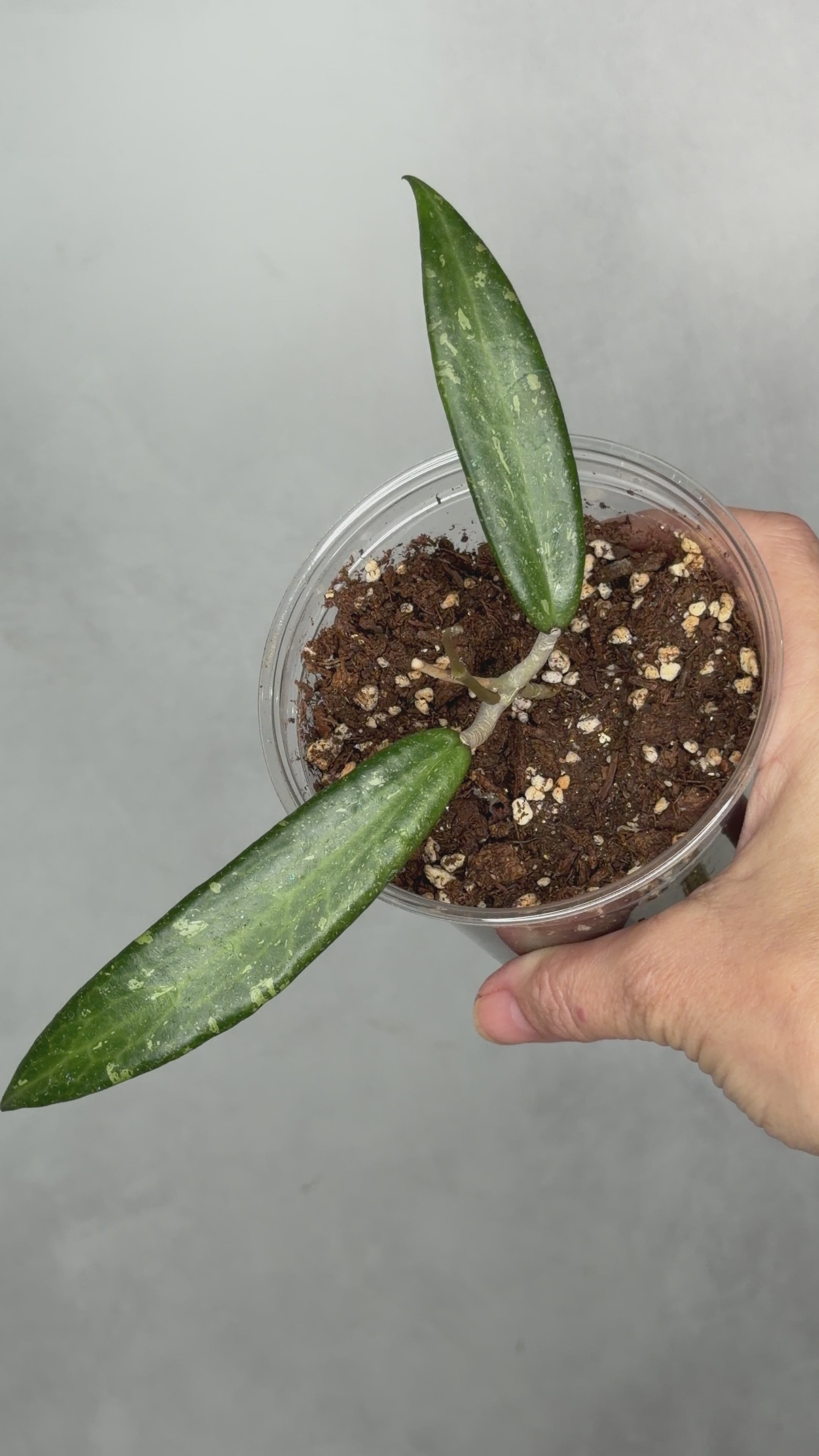 Hoya sp. Loei Province