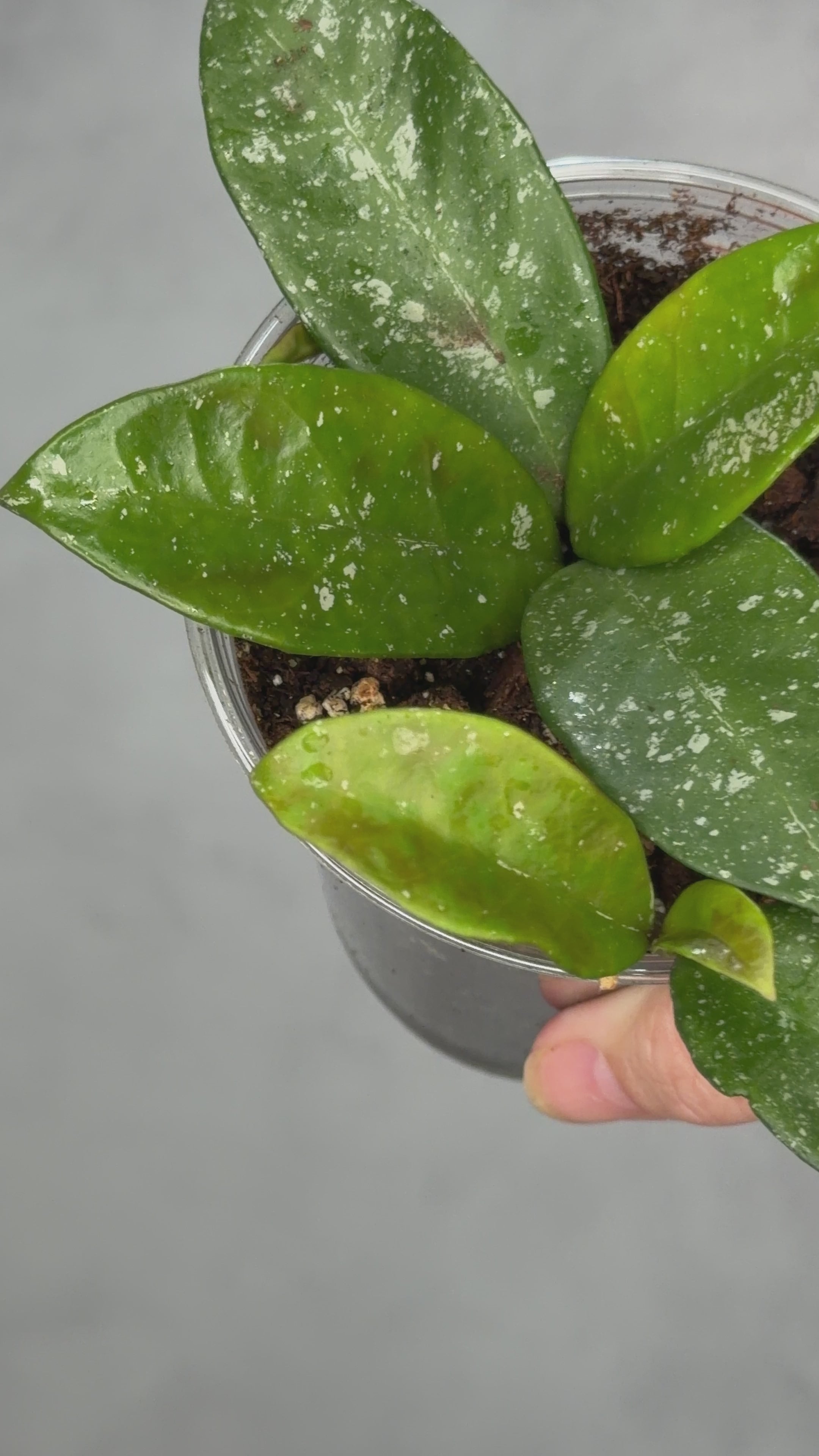 Hoya 'Heidi’