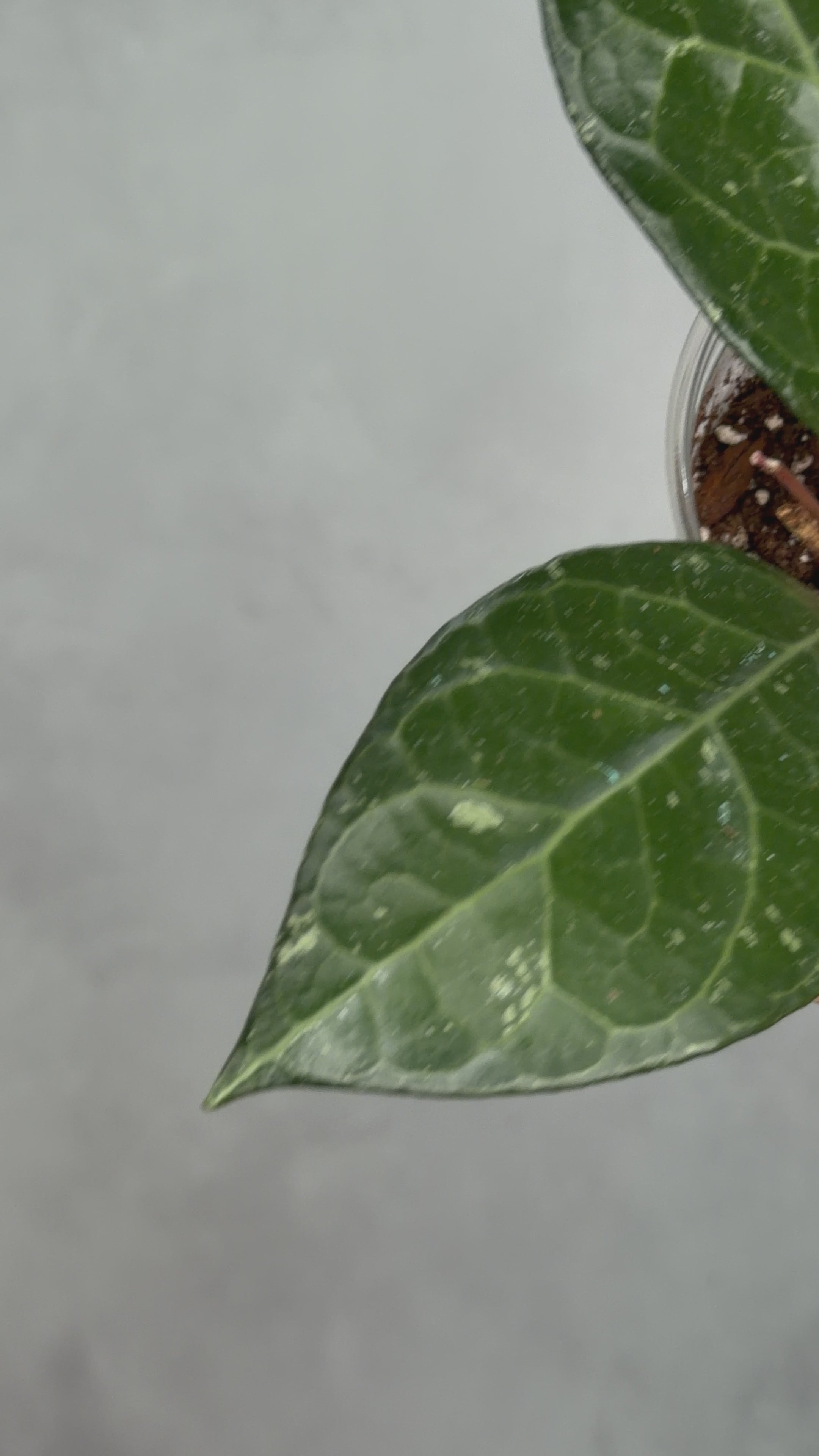 Hoya sp. ‘Fishbone’