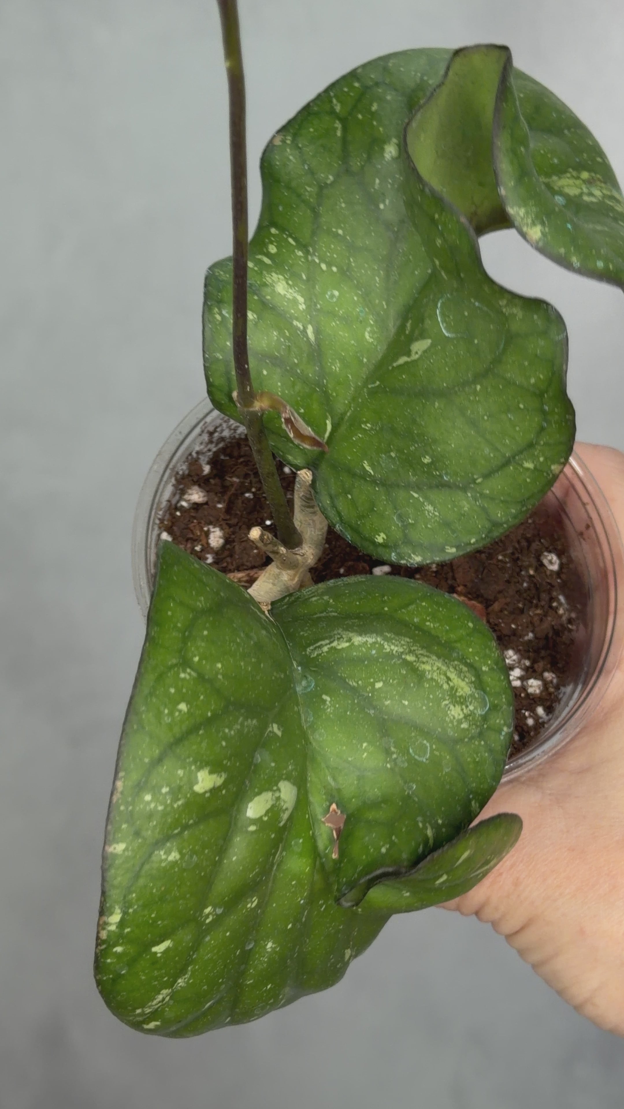 Hoya sp AH027 ‘Elephant’