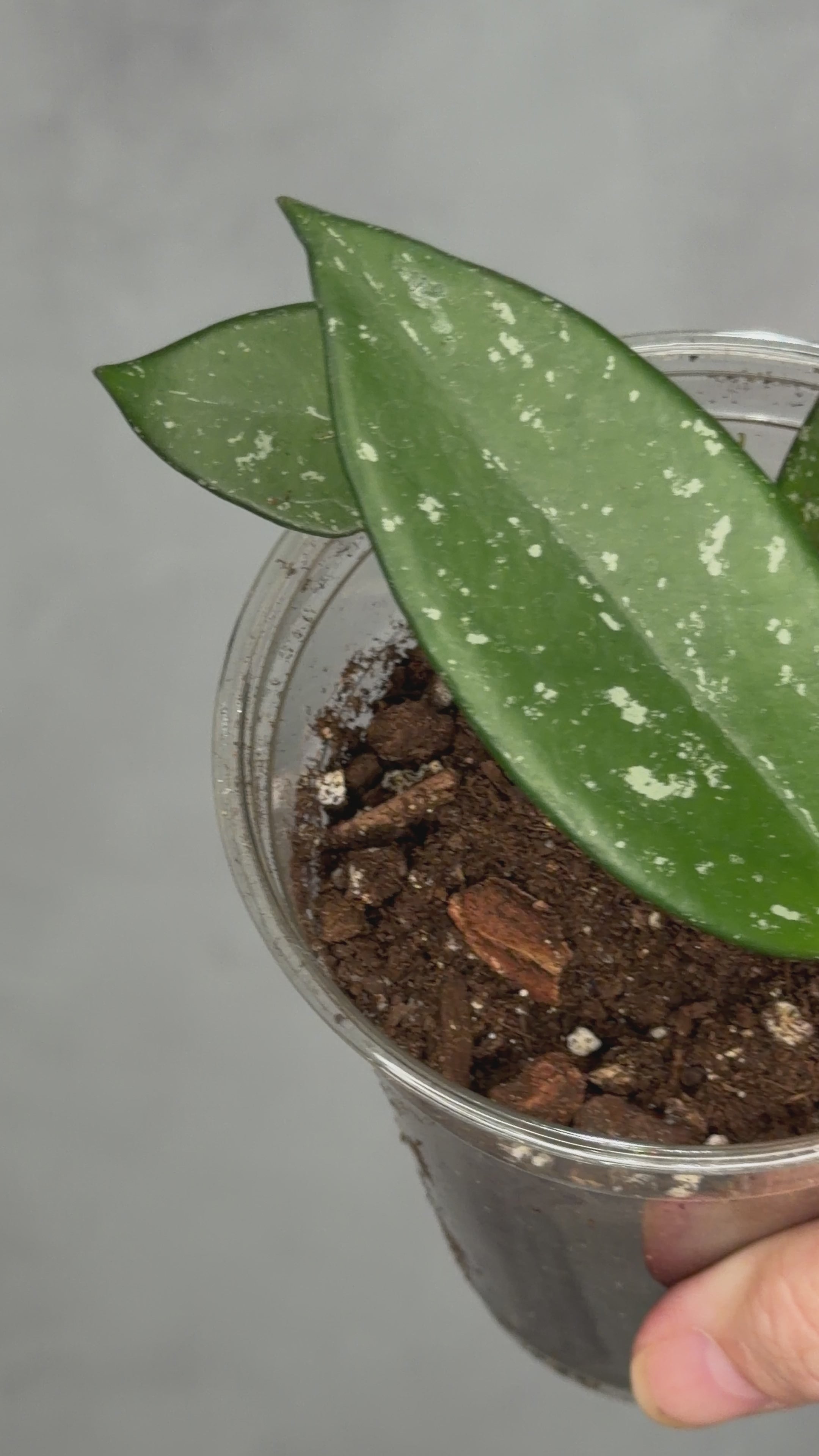 Hoya pubicalyx ‘Reva’