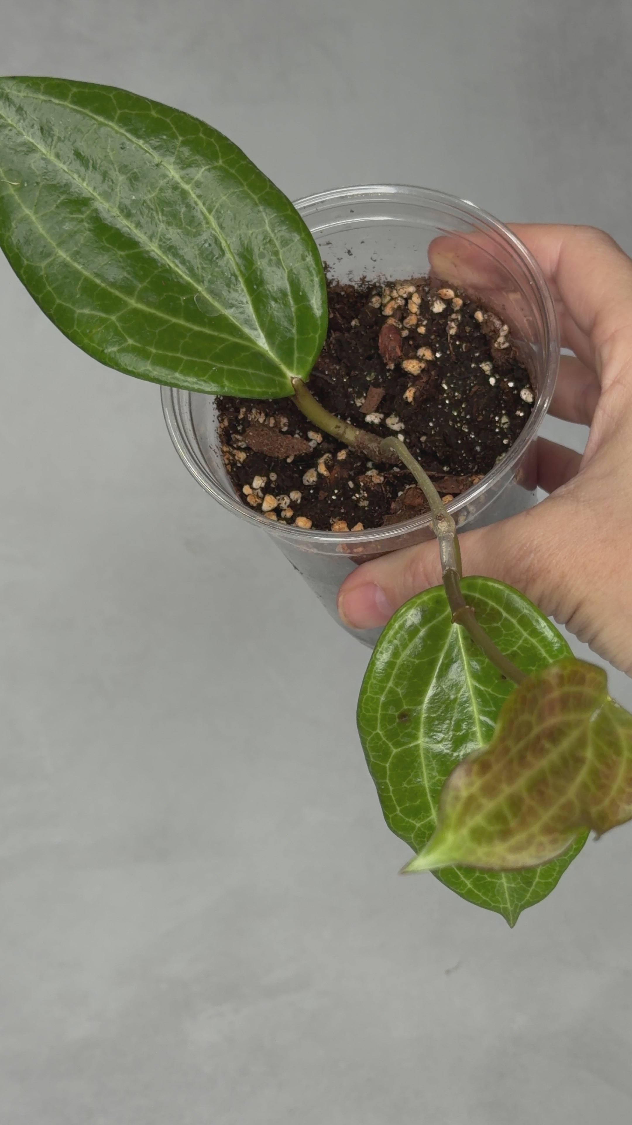 Hoya quinquenervia