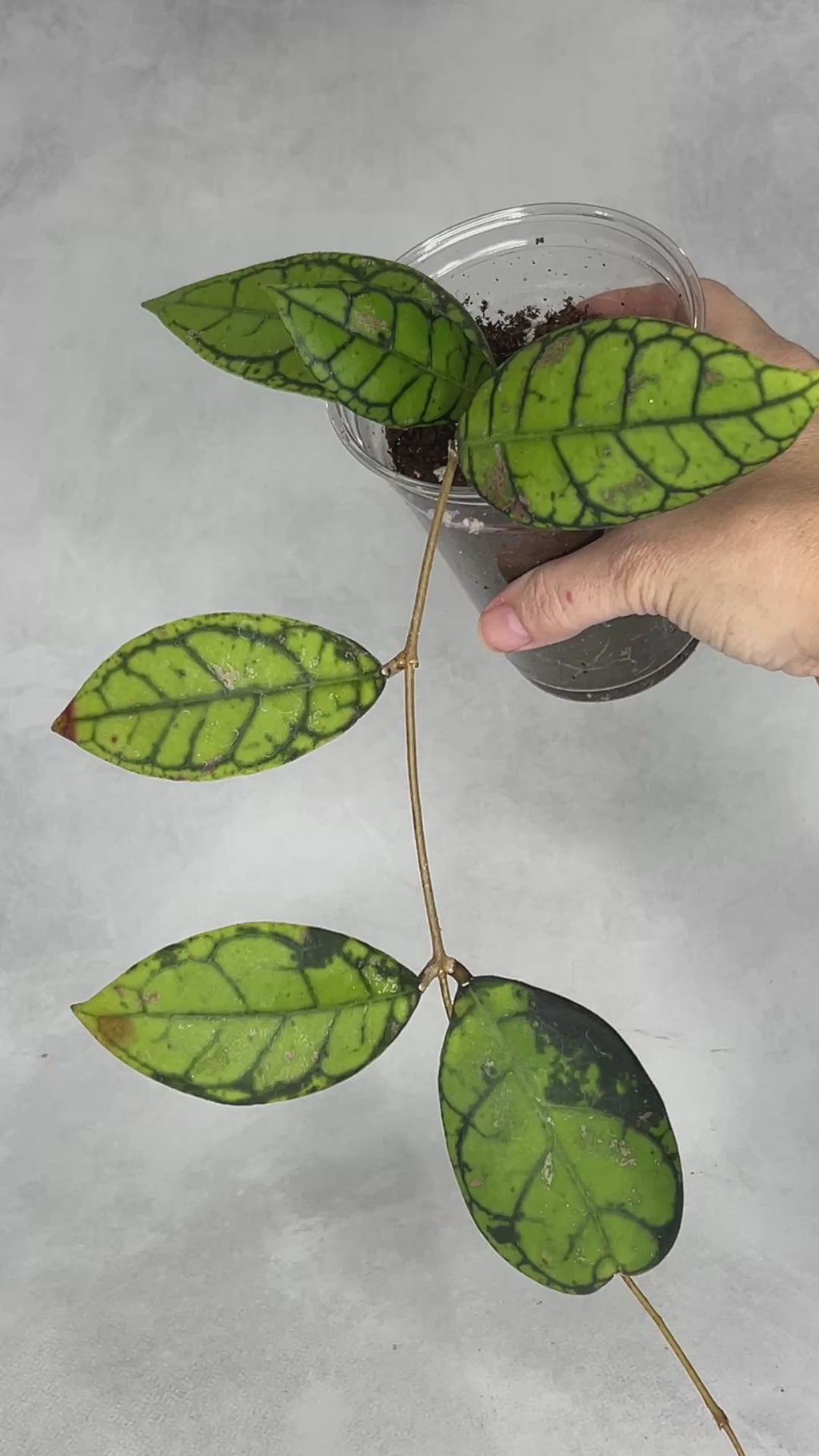 Hoya calistophylla