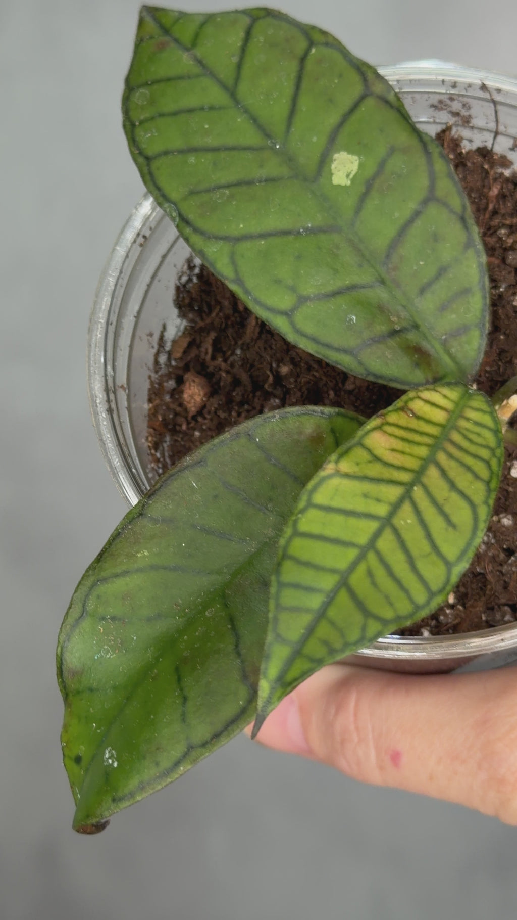 Hoya sp. Gunung Gading