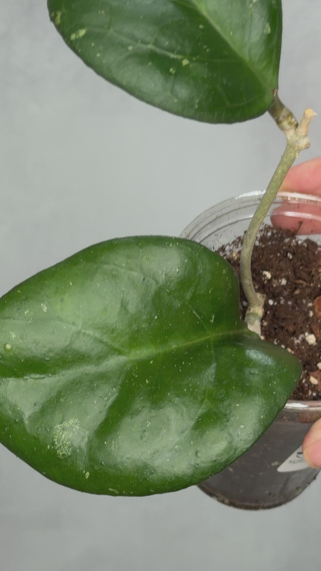 Hoya ‘Manow’