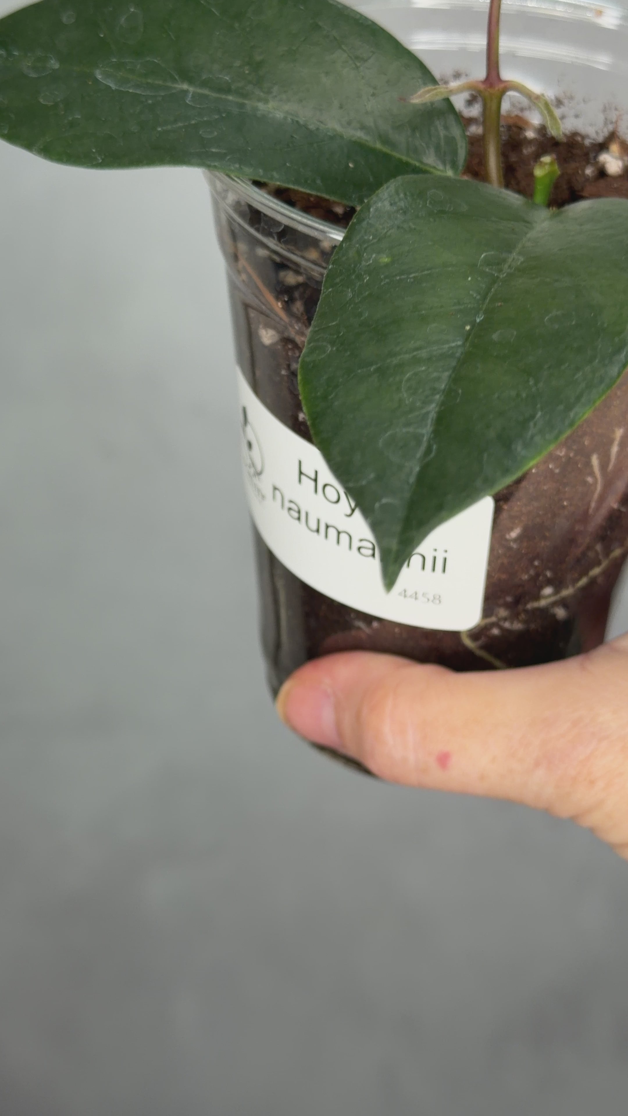 Hoya naumannii