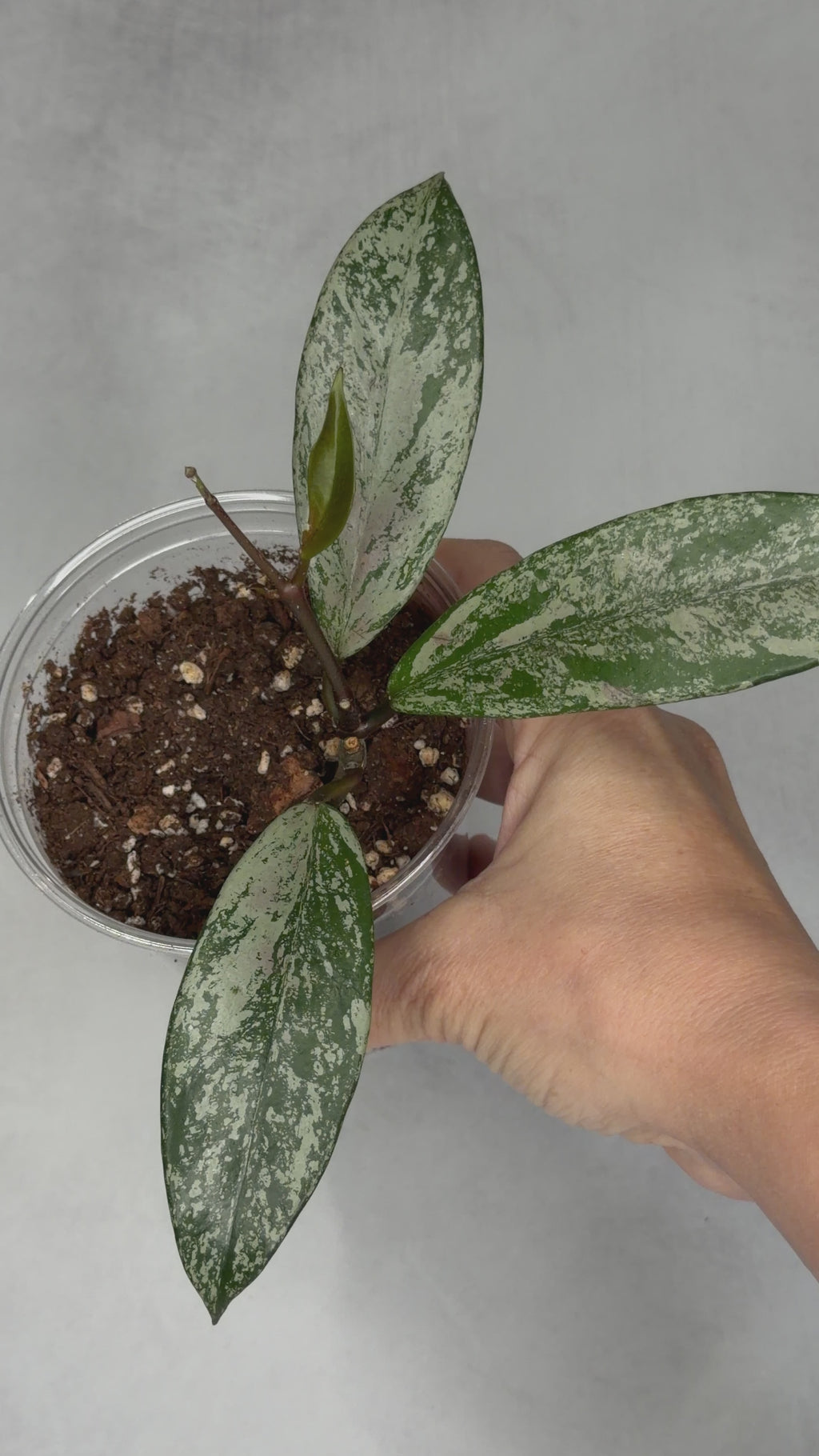 Hoya pubicalyx ‘Pink Silver Ghost’